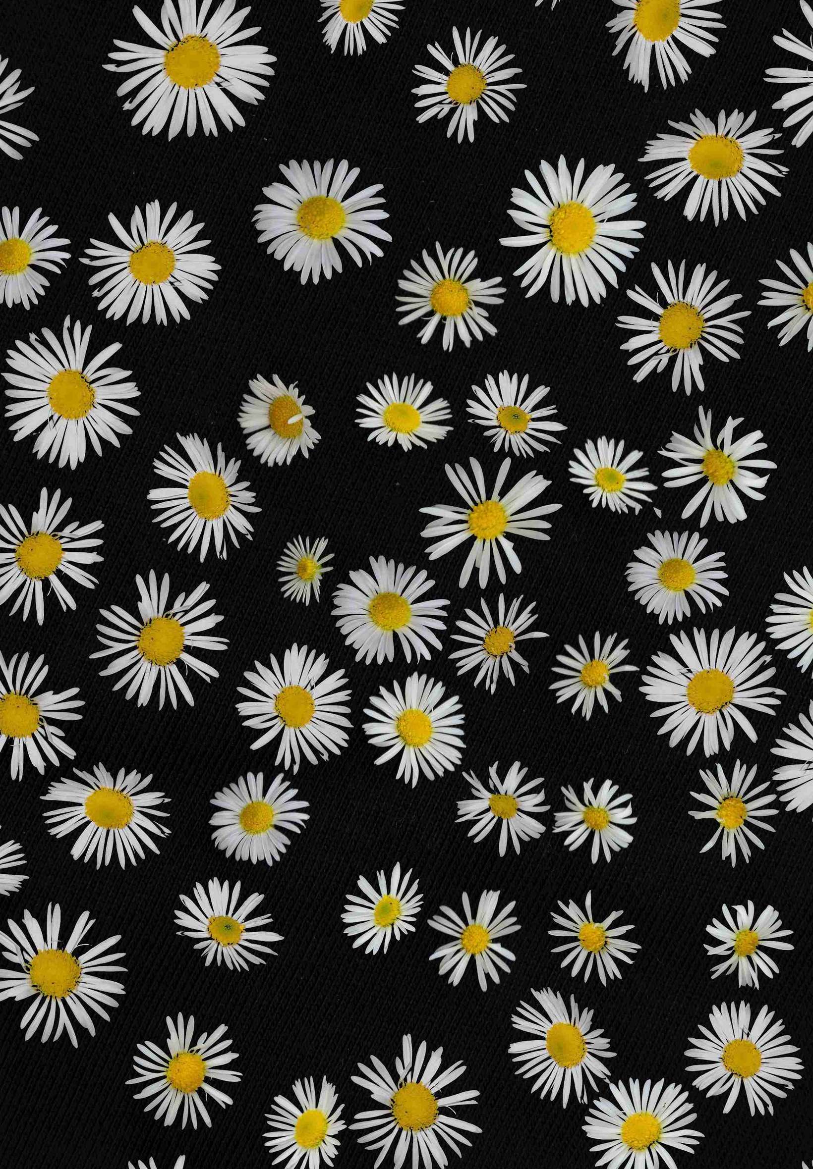 Chamomile Flowers Pattern 4K iPad Wallpaper