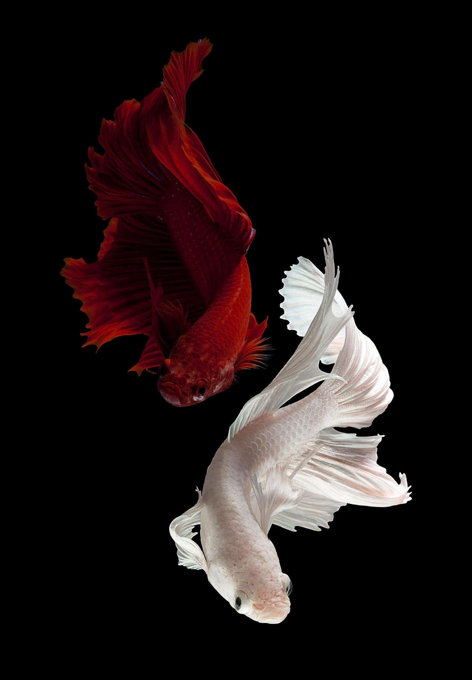 Aesthetic Betta Fish 4K iPad Wallpaper