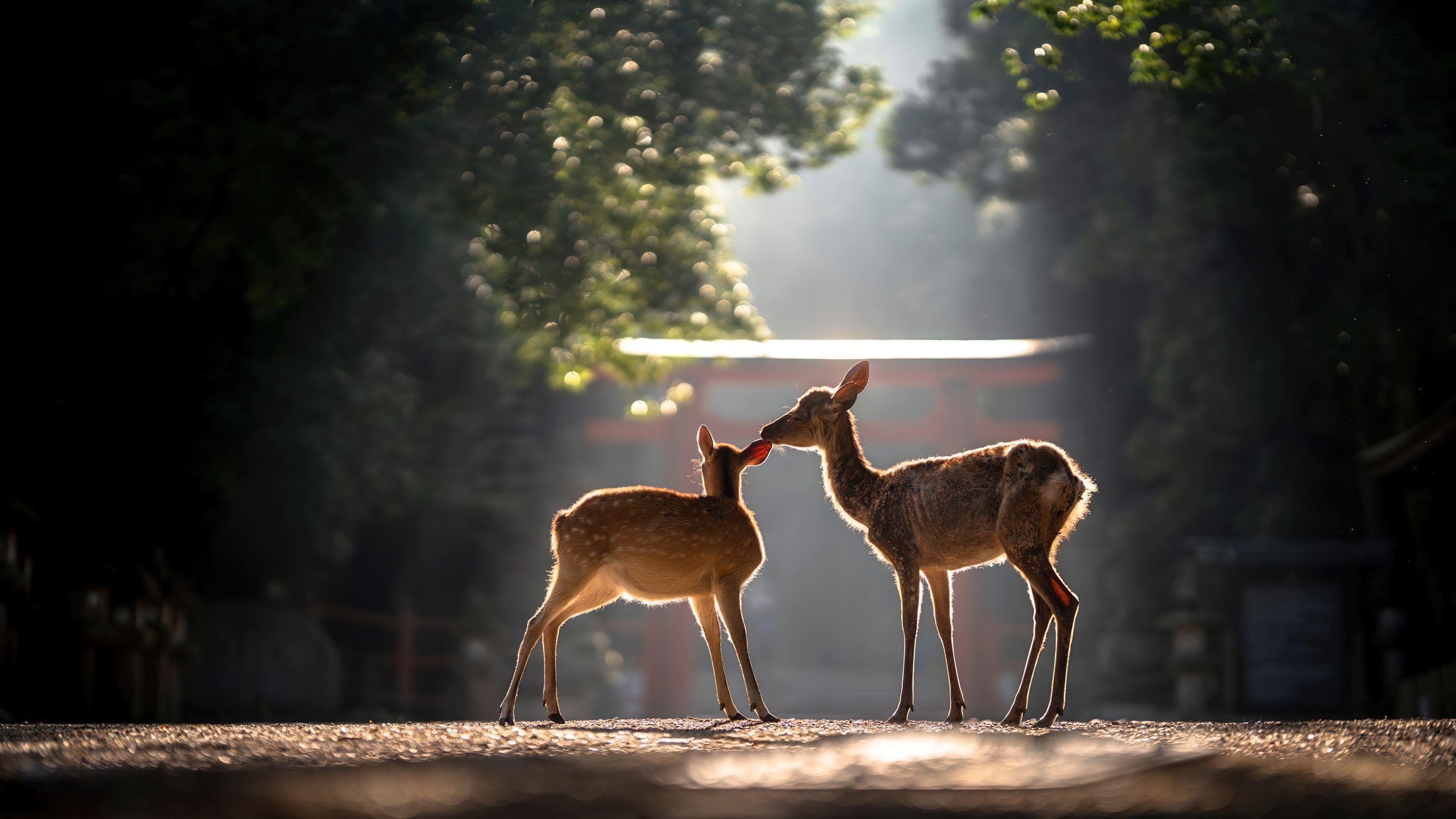 deer, animal, 4k Gallery HD Wallpaper