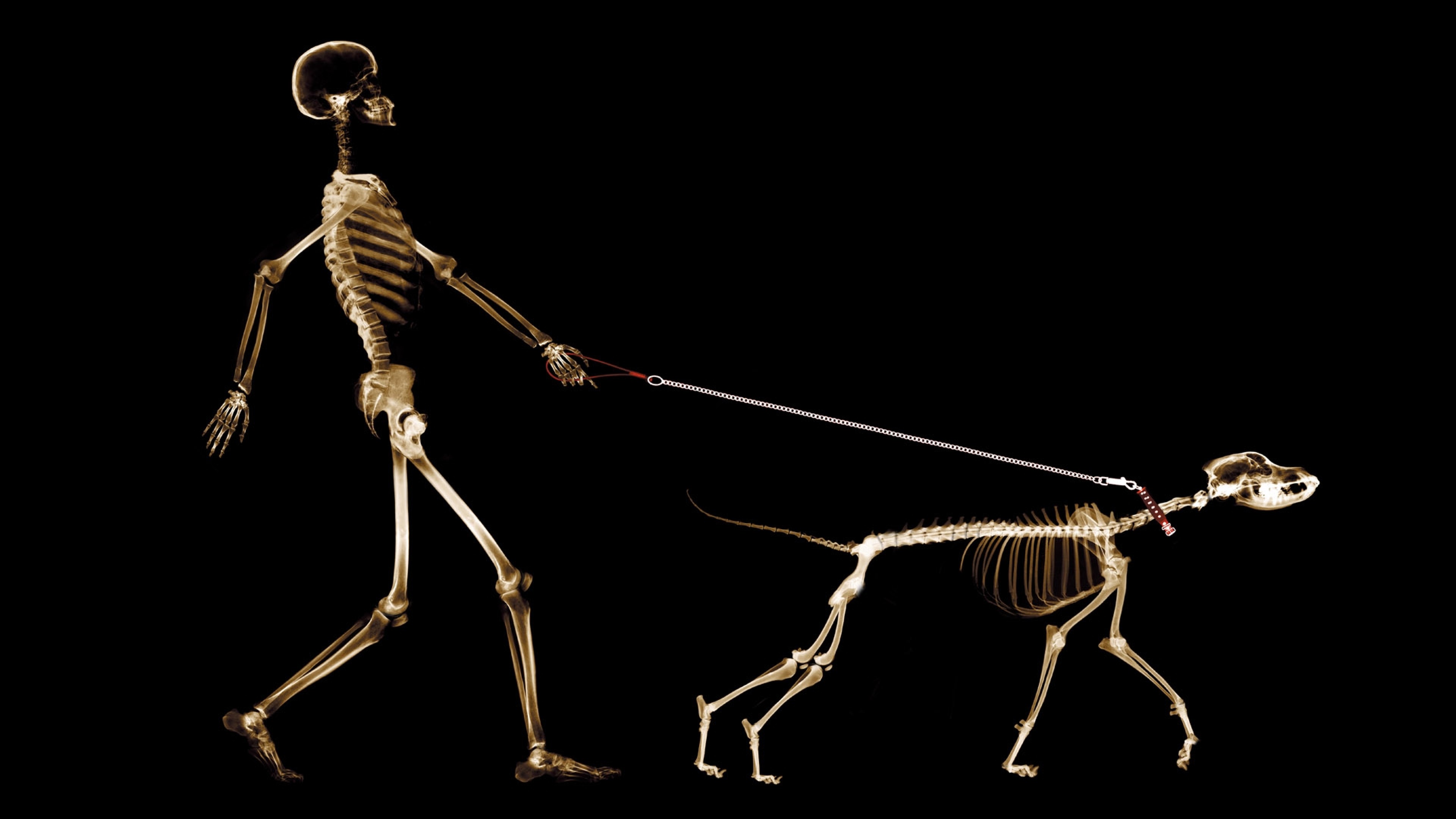 Animal X Ray HD Wallpaper 4K Ultra HD