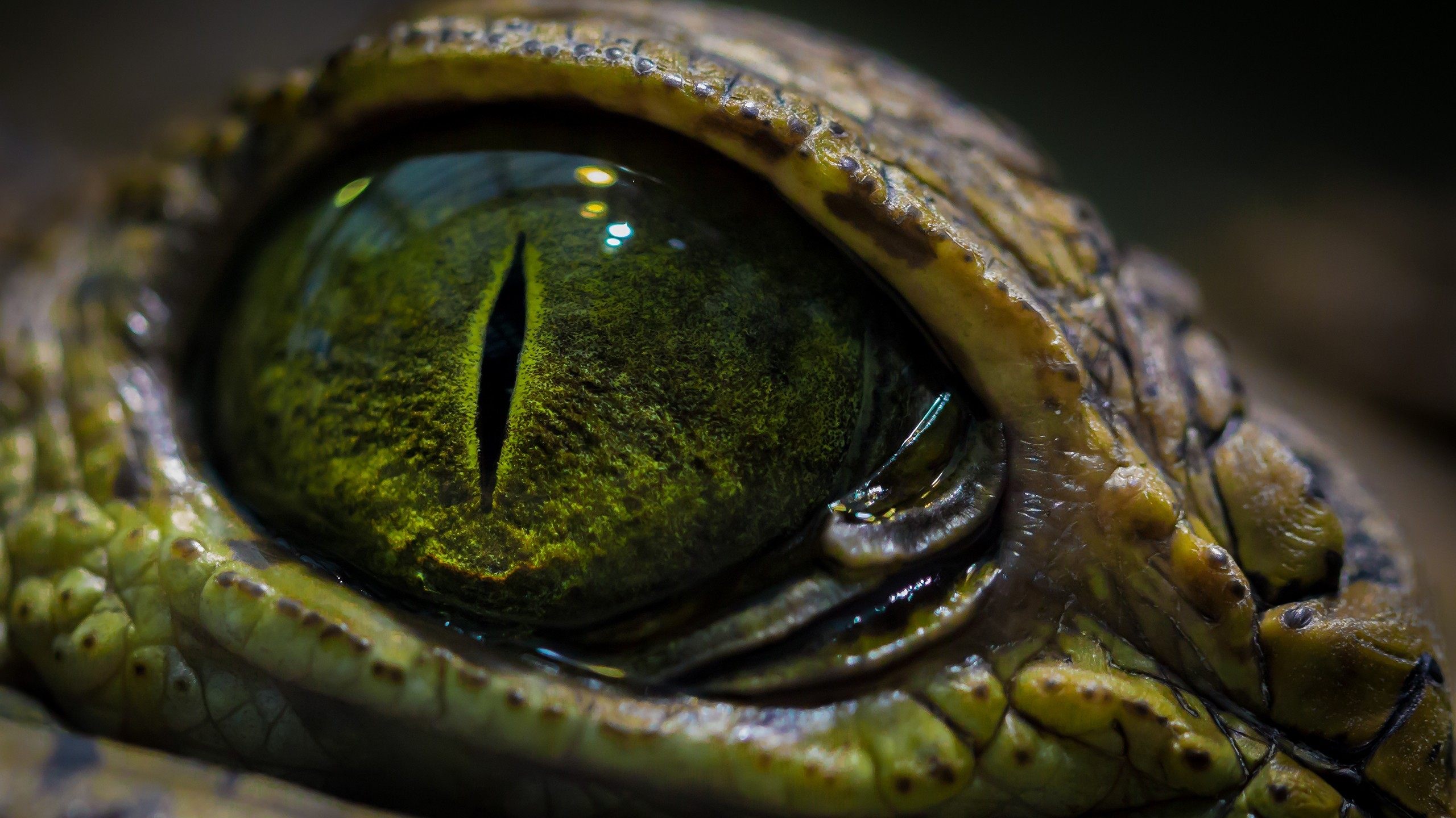 HD desktop wallpaper: Animal, Reptile, Eye, Crocodile download free picture