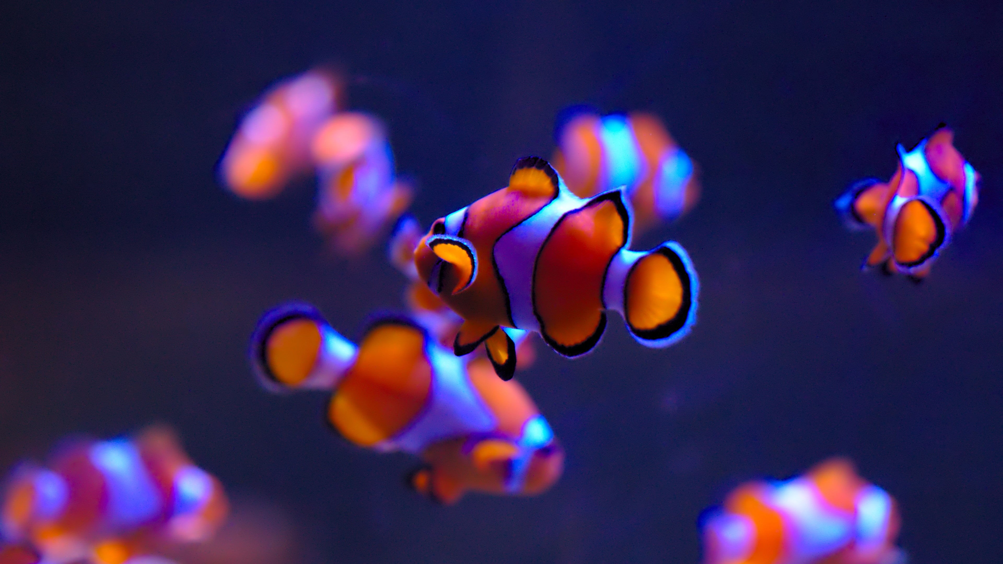 Wallpaper / fish, water, animal wildlife, group of animals, vertebrate, marine, sea life, swimming, outdoors, animal, nature, clown fish, 4K, animal themes, invertebrate free download