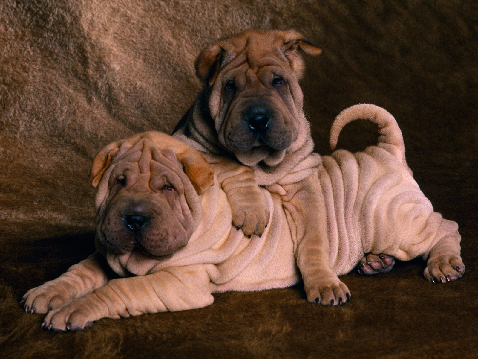Fat Dogs Wallpaper