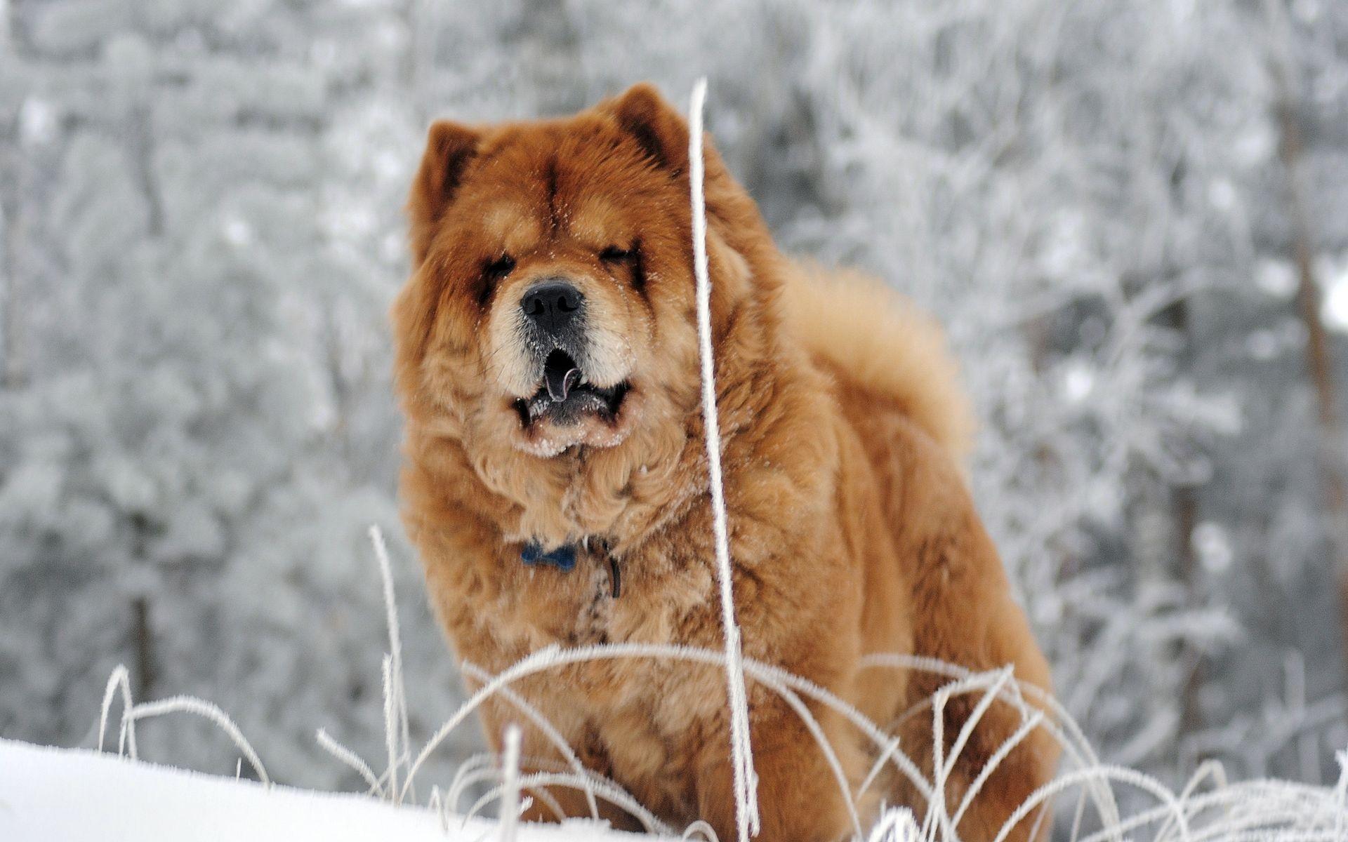 Fat Dog Wallpaper