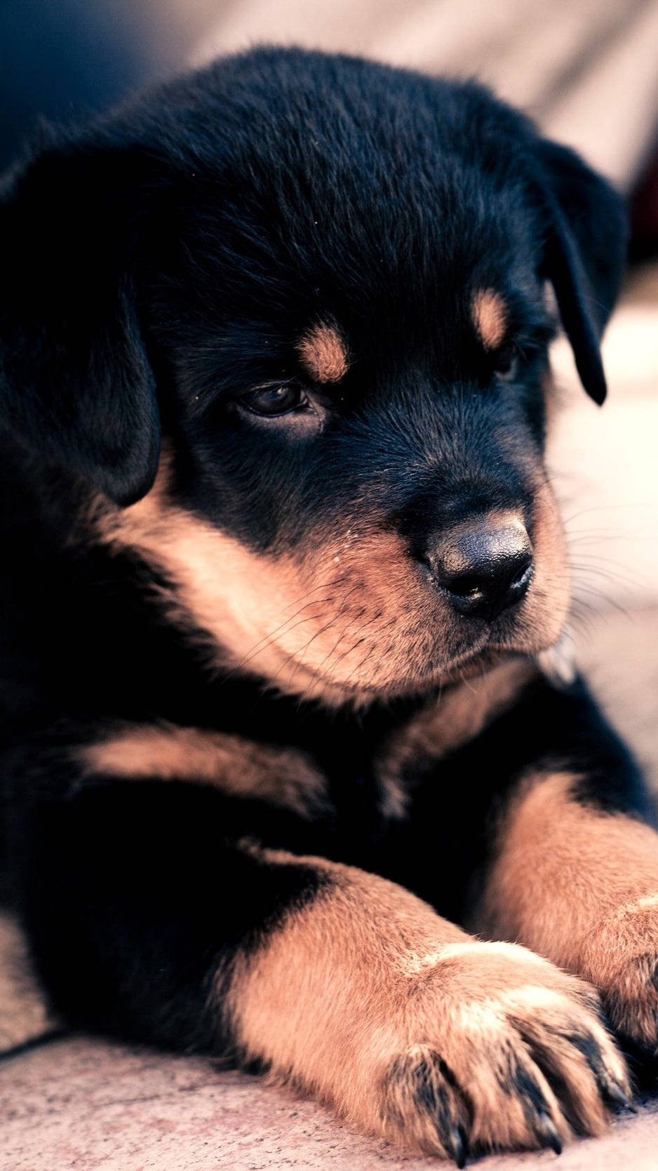 Download Chubby Baby Rottweiler Dog Wallpaper