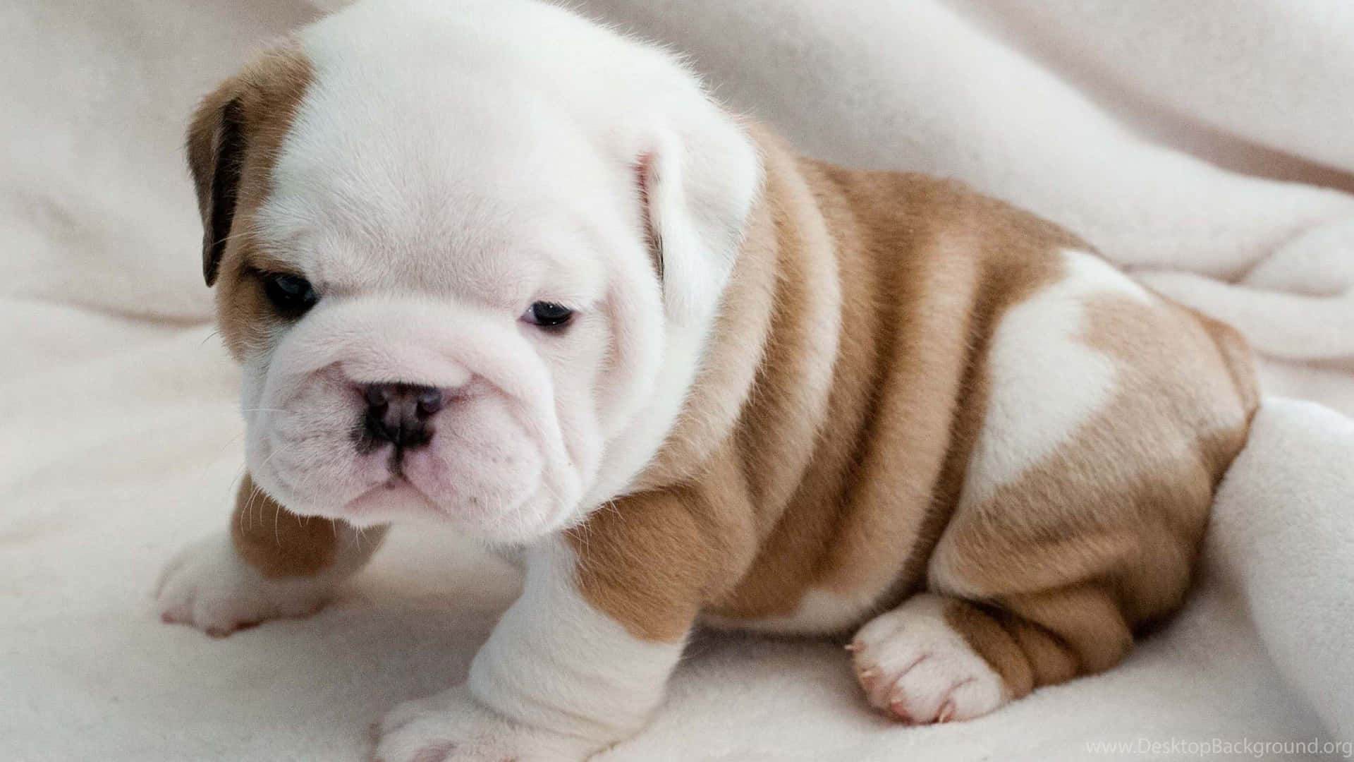Download Fluffy Chubby Puppy Bulldog Picture