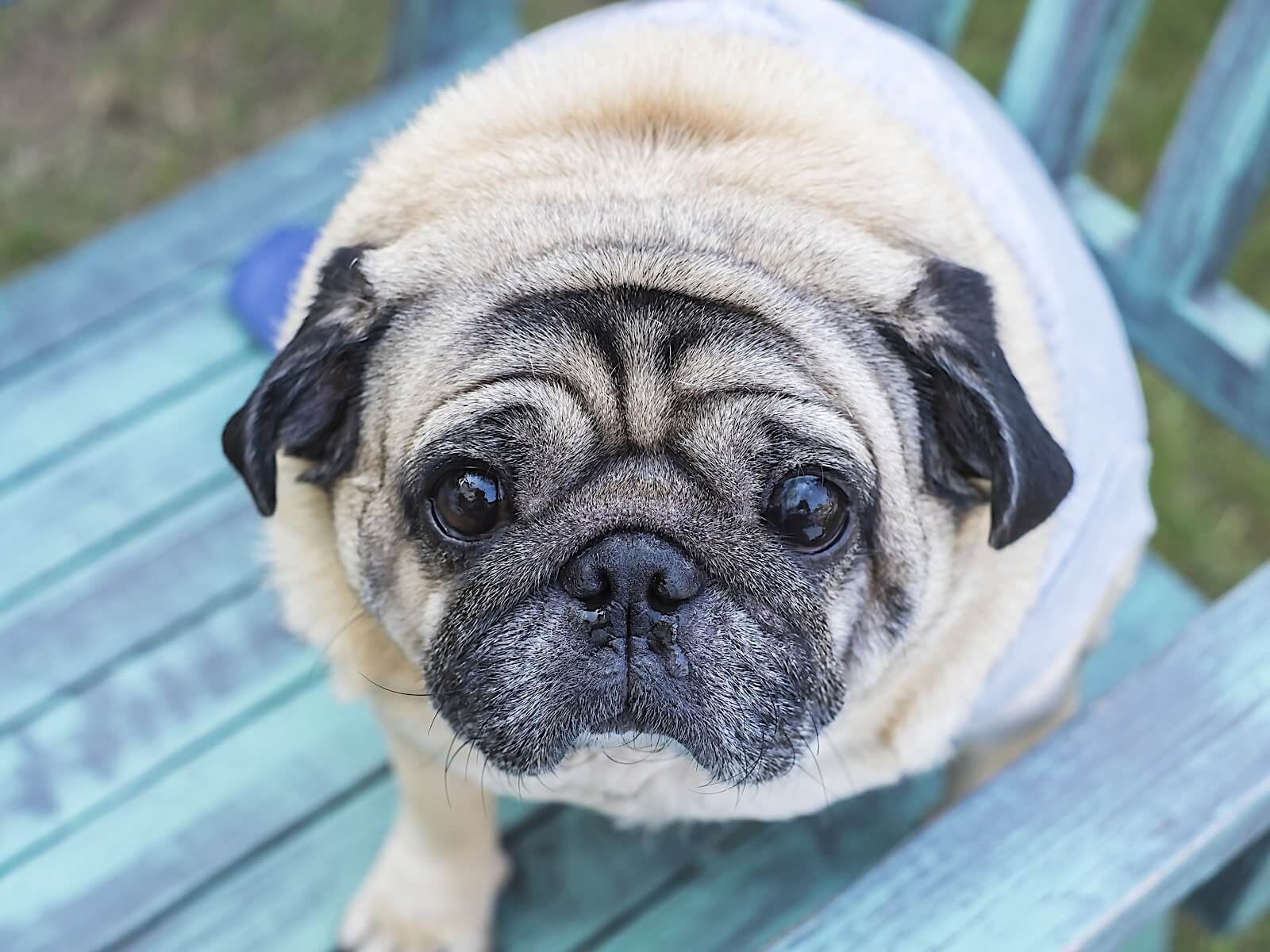 fat dog Archives 'Em Up®