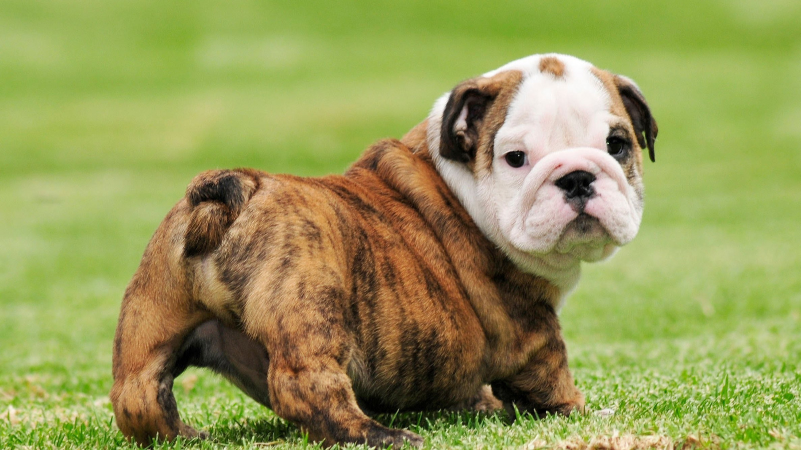 Download wallpaper grass, puppy, dog, beautiful, animal, pose, cute, gorgeous, vegetation, sugoi, kuwaii, moe, bulldog, english bulldog, fluffy, chubby, section dog in resolution 1600x900