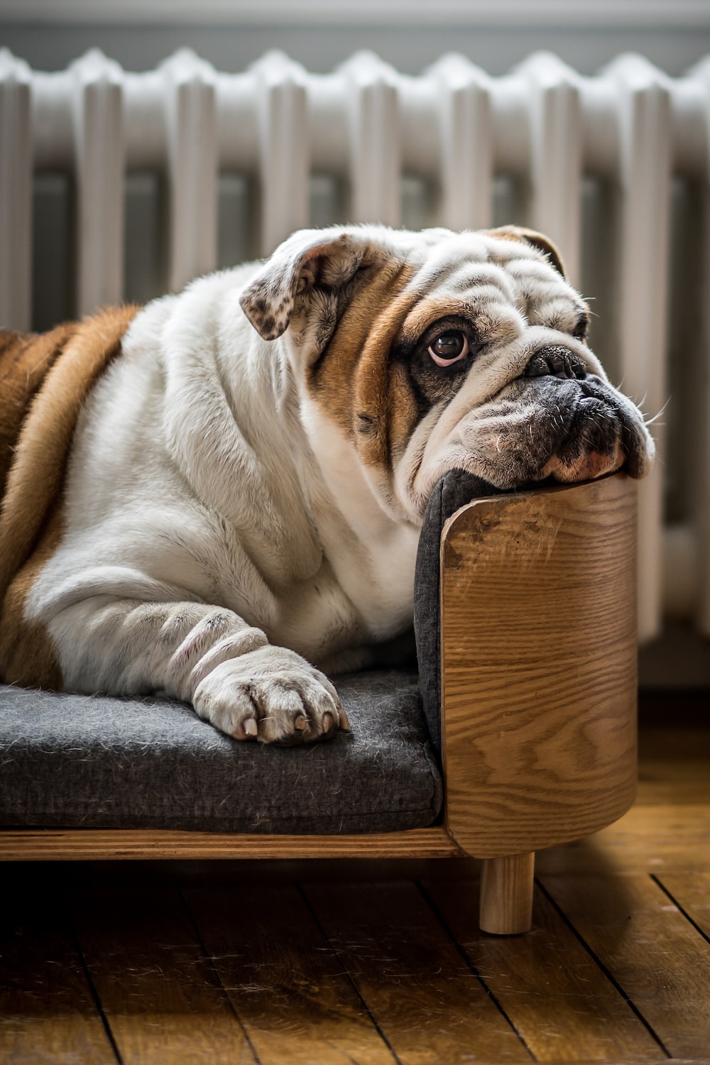 Fat Dog Picture. Download Free Image
