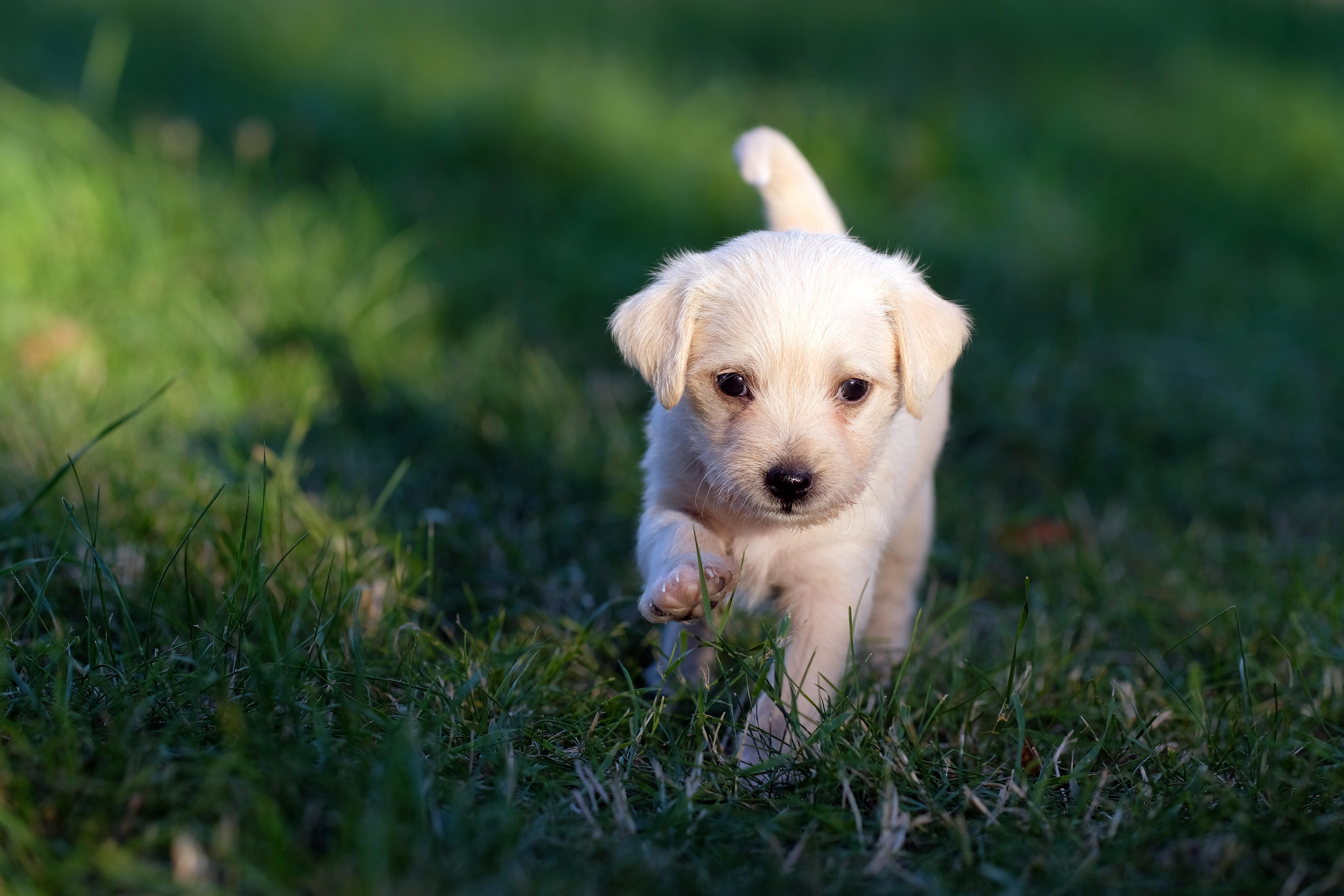 I like dogs Big dogs Little dogs Fat dogs Doggy dogs Old dogs Puppy dogs I like dogs A dog that is barking over the hill A dog that is dreaming very