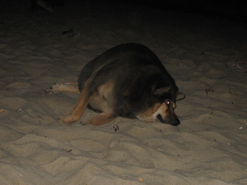 Fat Dog. A very fat dog on Koh Chang, Thailand