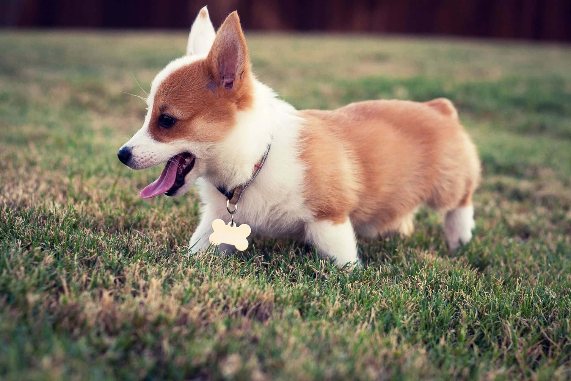 Download A Chubby Dog Enjoying The Outdoors Wallpaper