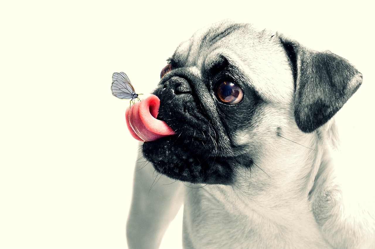 Download free photo of Dog, pug, animal, pet, cute