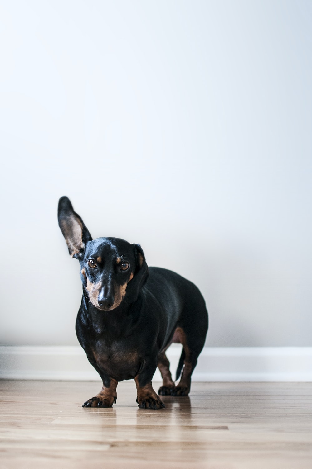 Fat Dog Picture. Download Free Image