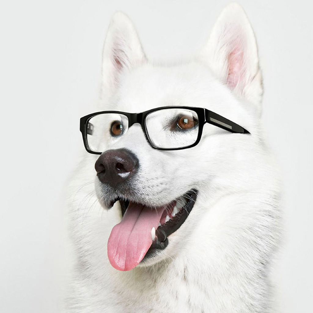 Funny Fat Dog. iPad Wallpaper free iPad wallpaper & background