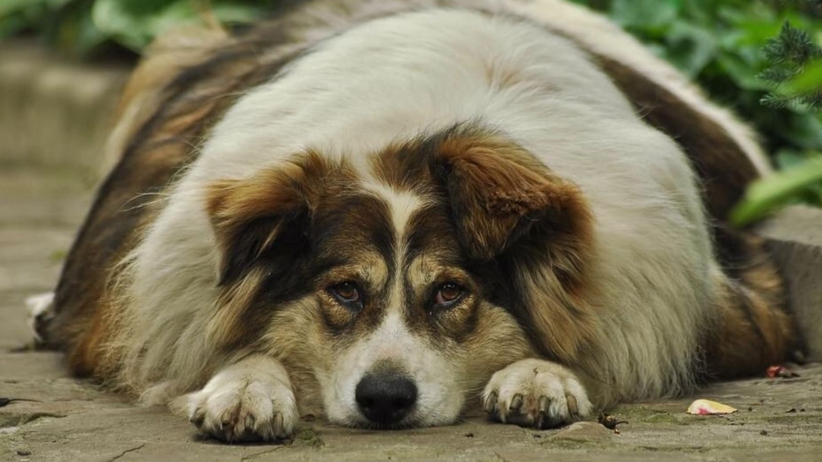 Do you have an overweight dog? Here are diet tips you must follow
