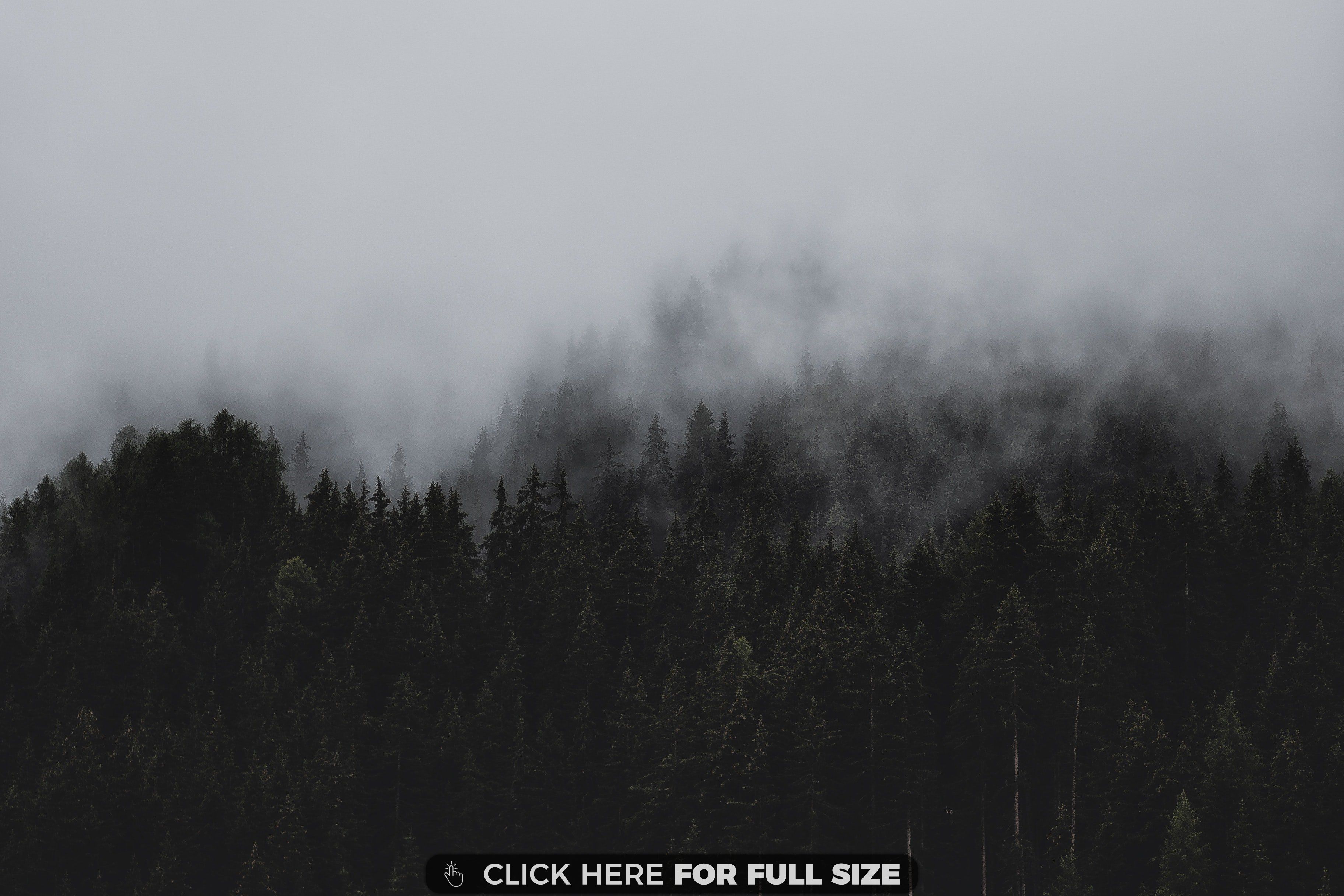 Black and White Forest HD wallpaper. Black wallpaper, Forest wallpaper, Black aesthetic wallpaper