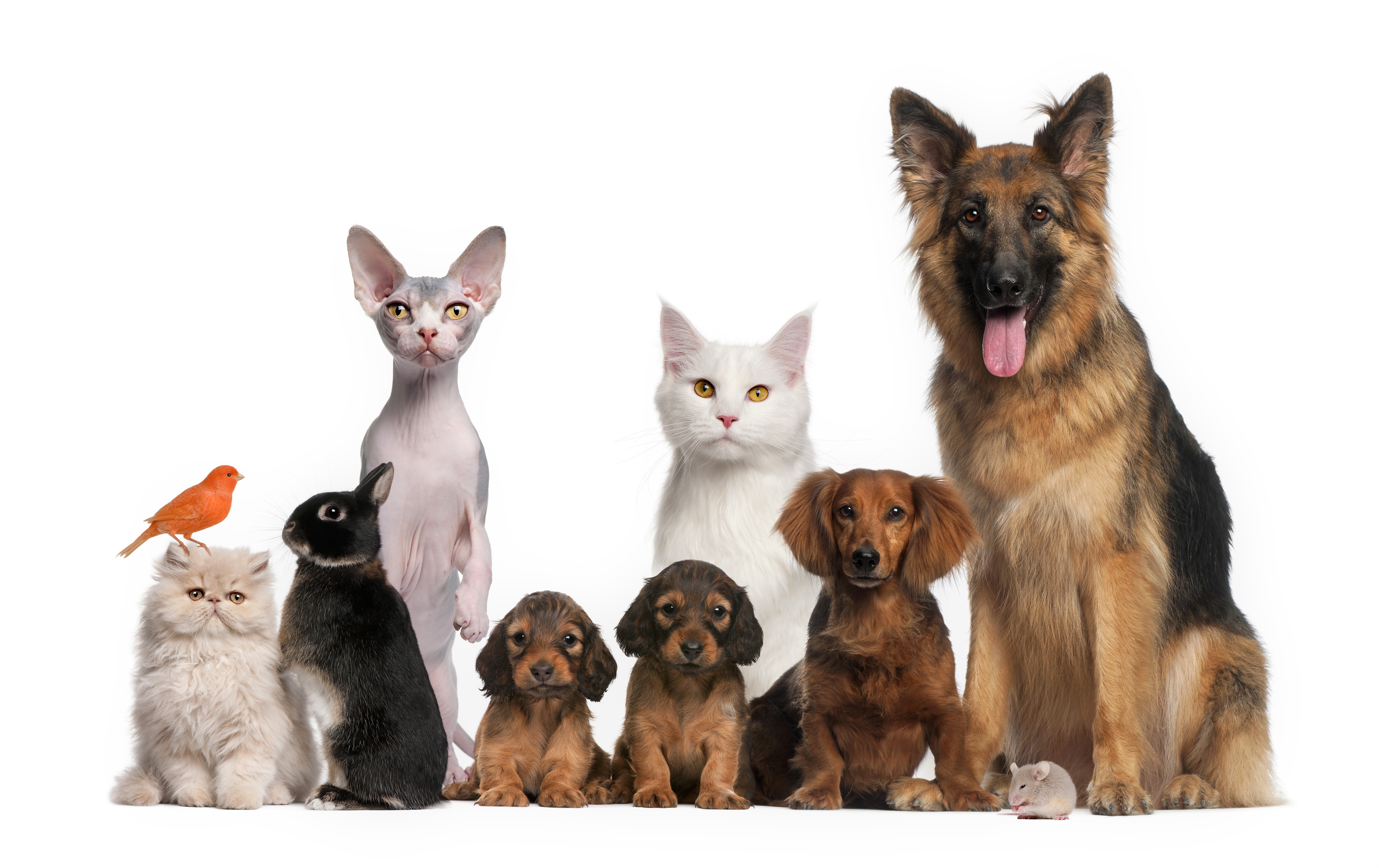 4K Pets Wallpaper and Background Image