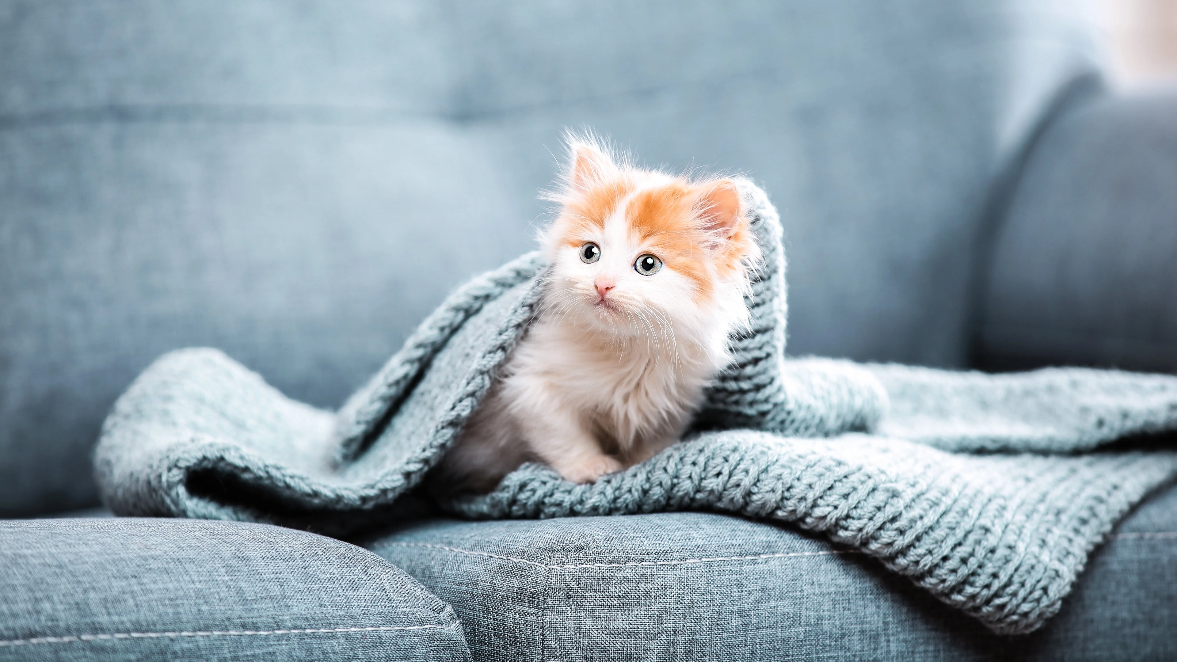 Cat 4K, Baby Animal, Kitten Gallery HD Wallpaper