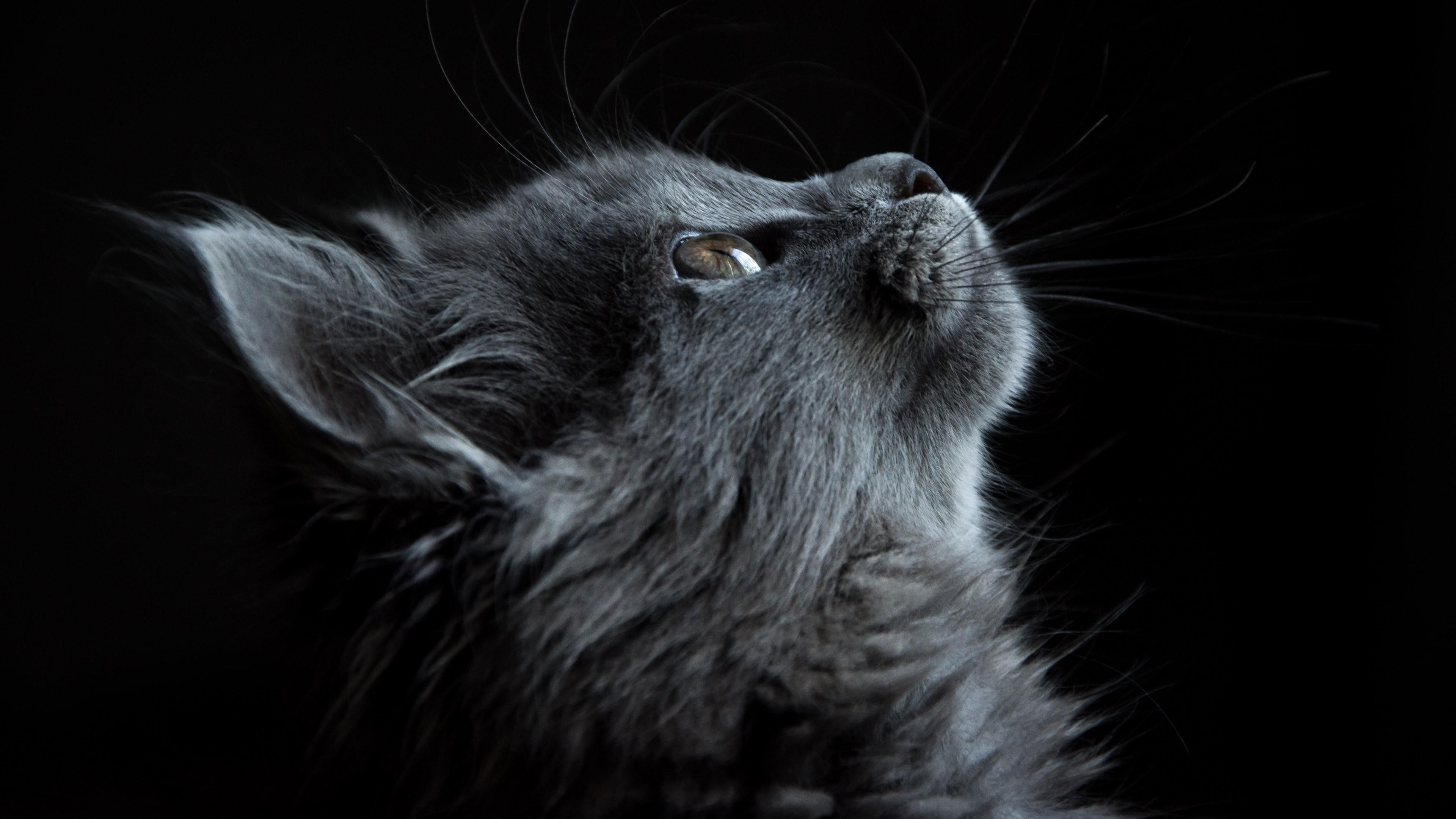 Wallpaper / profile, black, 4K, eyes, dark, face, cat, animal free download
