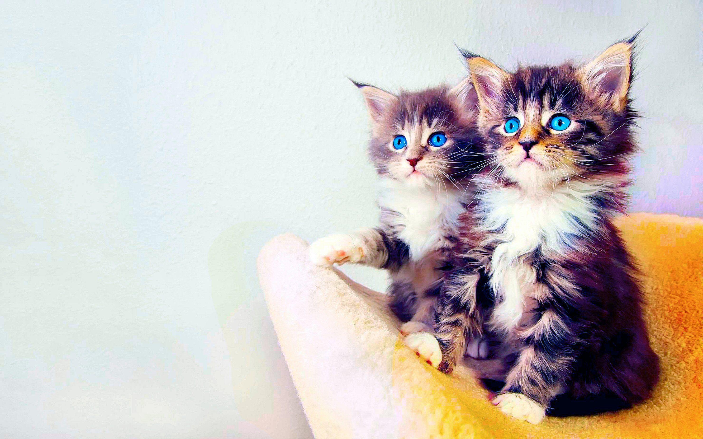 Cats Laptop Desktop Wallpaper 4k