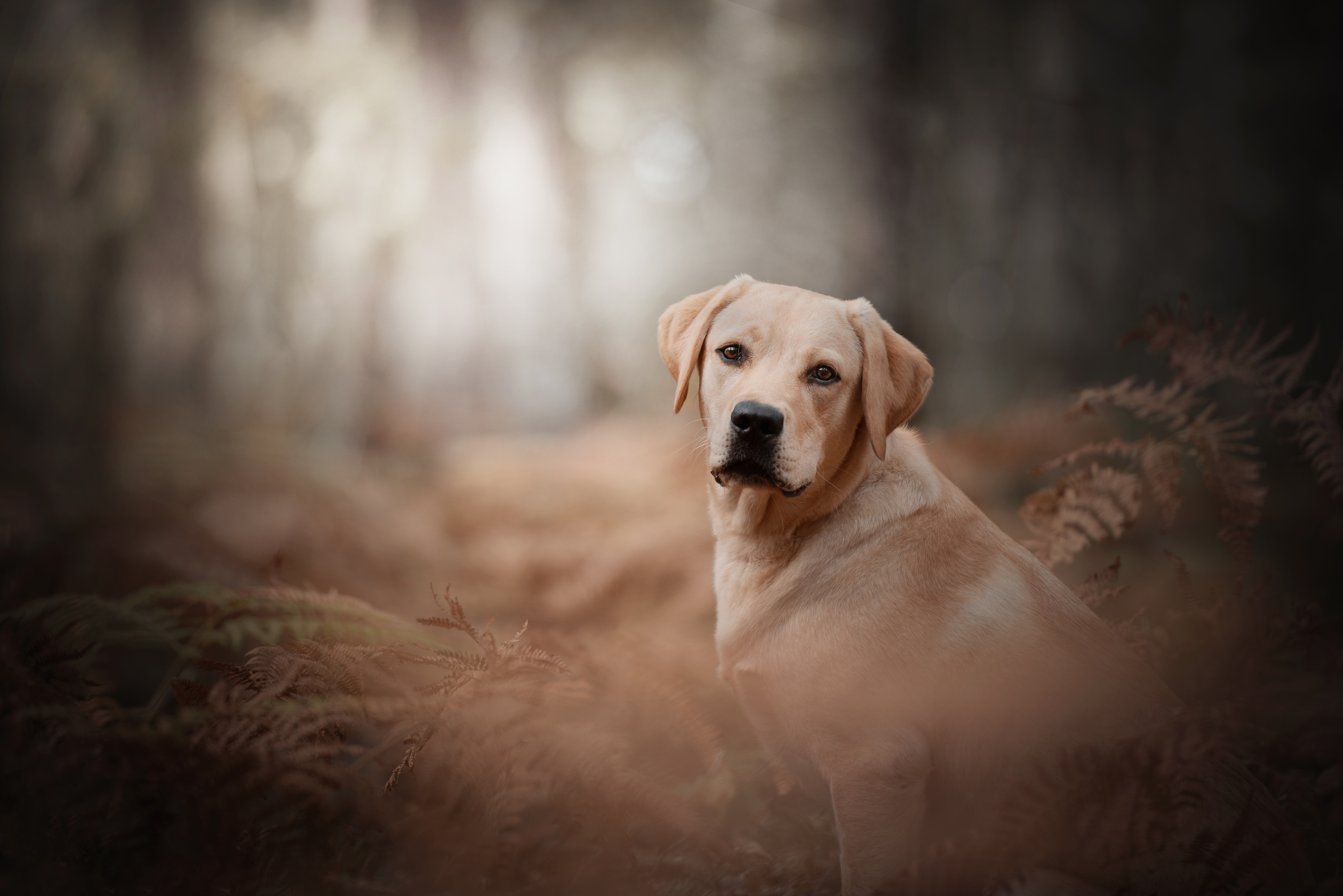 Animal Labrador Retriever 4k Ultra HD Wallpaper