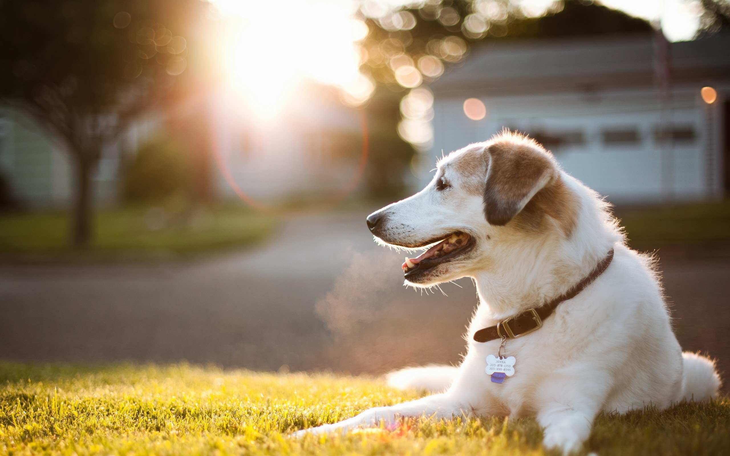 Free download animals Dogs Pets Wallpaper HD Desktop and Mobile Background [2560x1600] for your Desktop, Mobile & Tablet. Explore Wallpaper Pets. Cute Pets Wallpaper, Halloween Pets Wallpaper, Pets Wallpaper