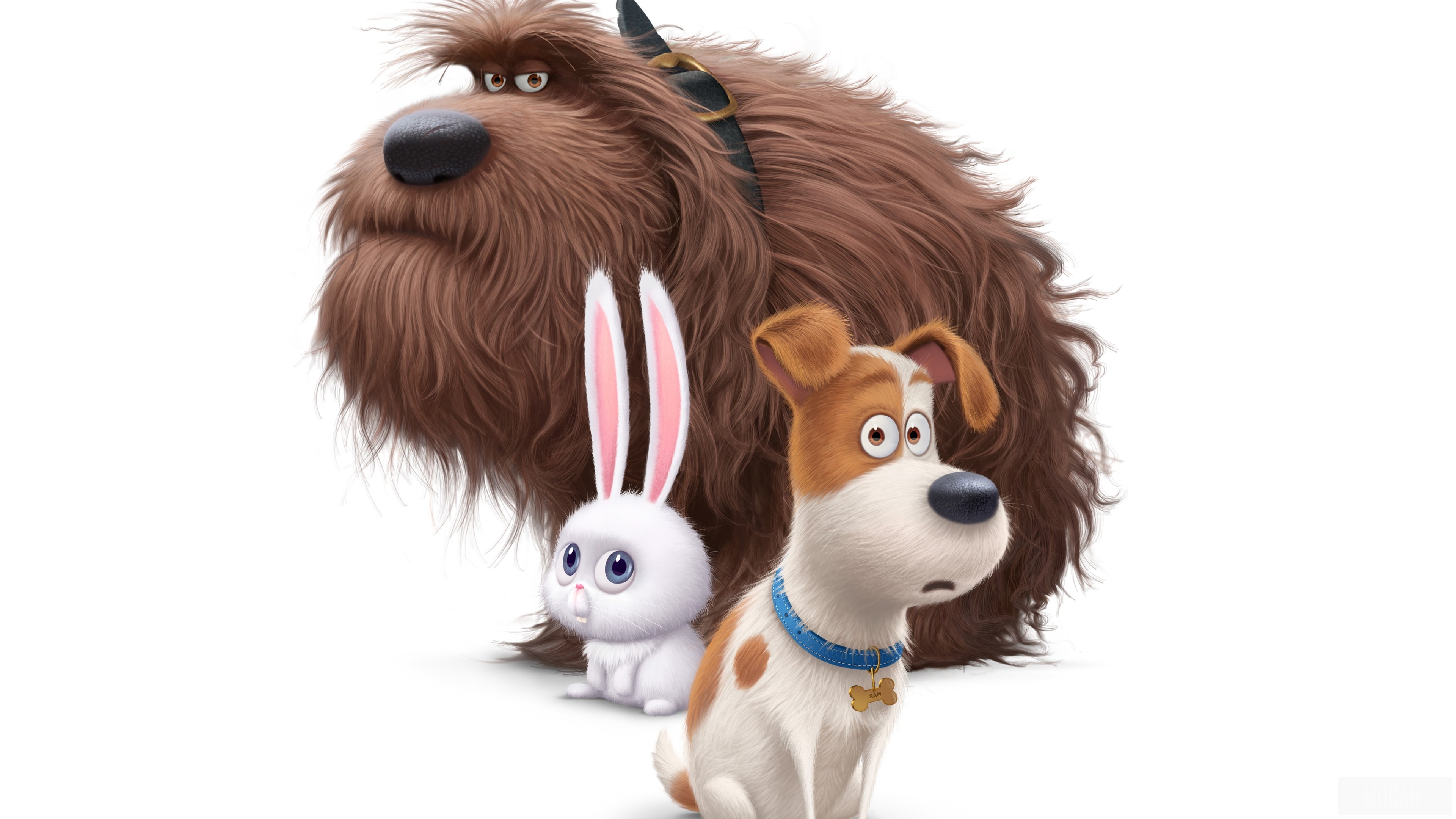 The Secrete Life of Pets Movie Dogs 4k Gallery HD Wallpaper