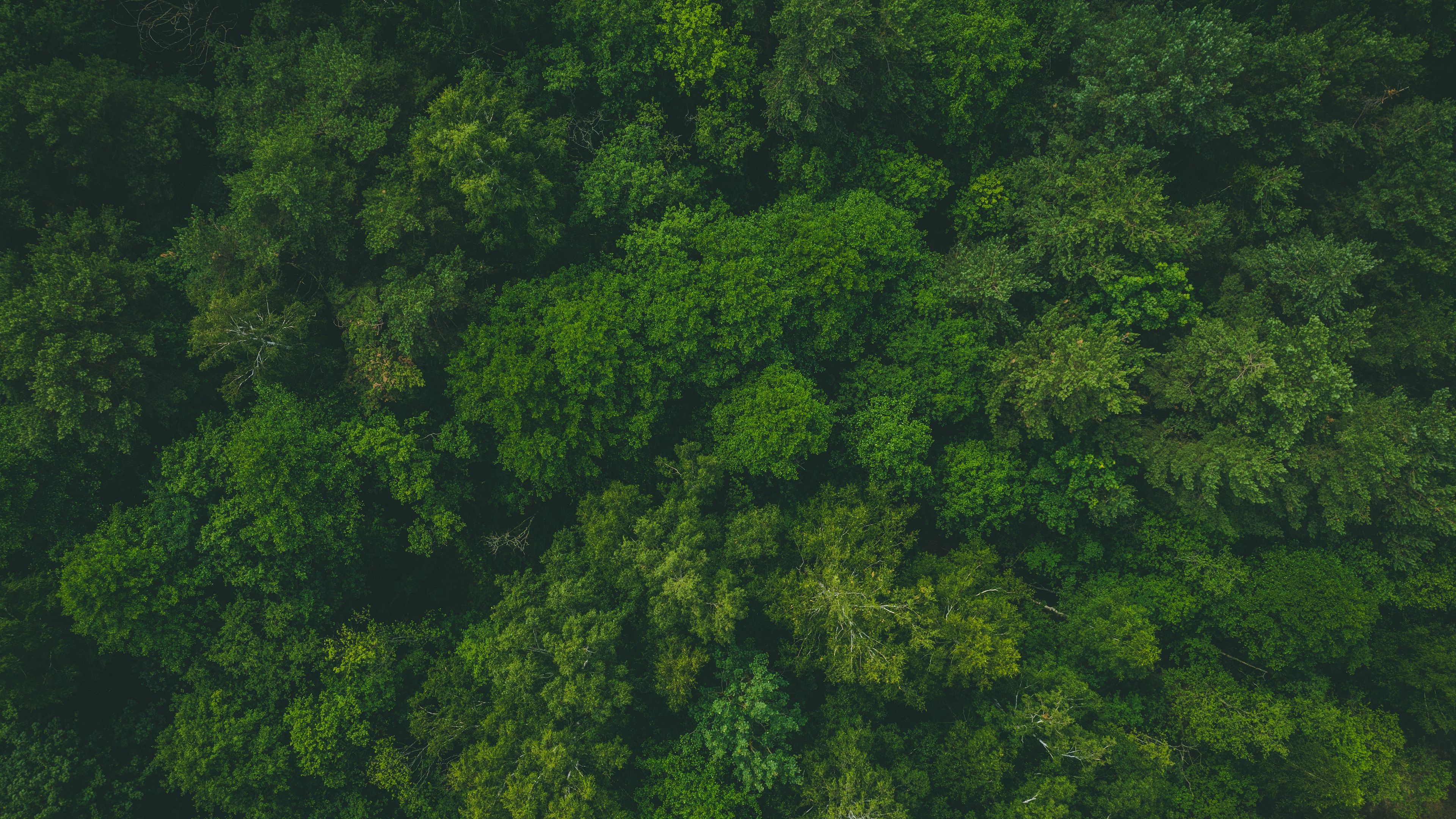 Download wallpaper 3840x2160 forest, green, aerial view, trees, treetops 4k uhd 16:9 HD background