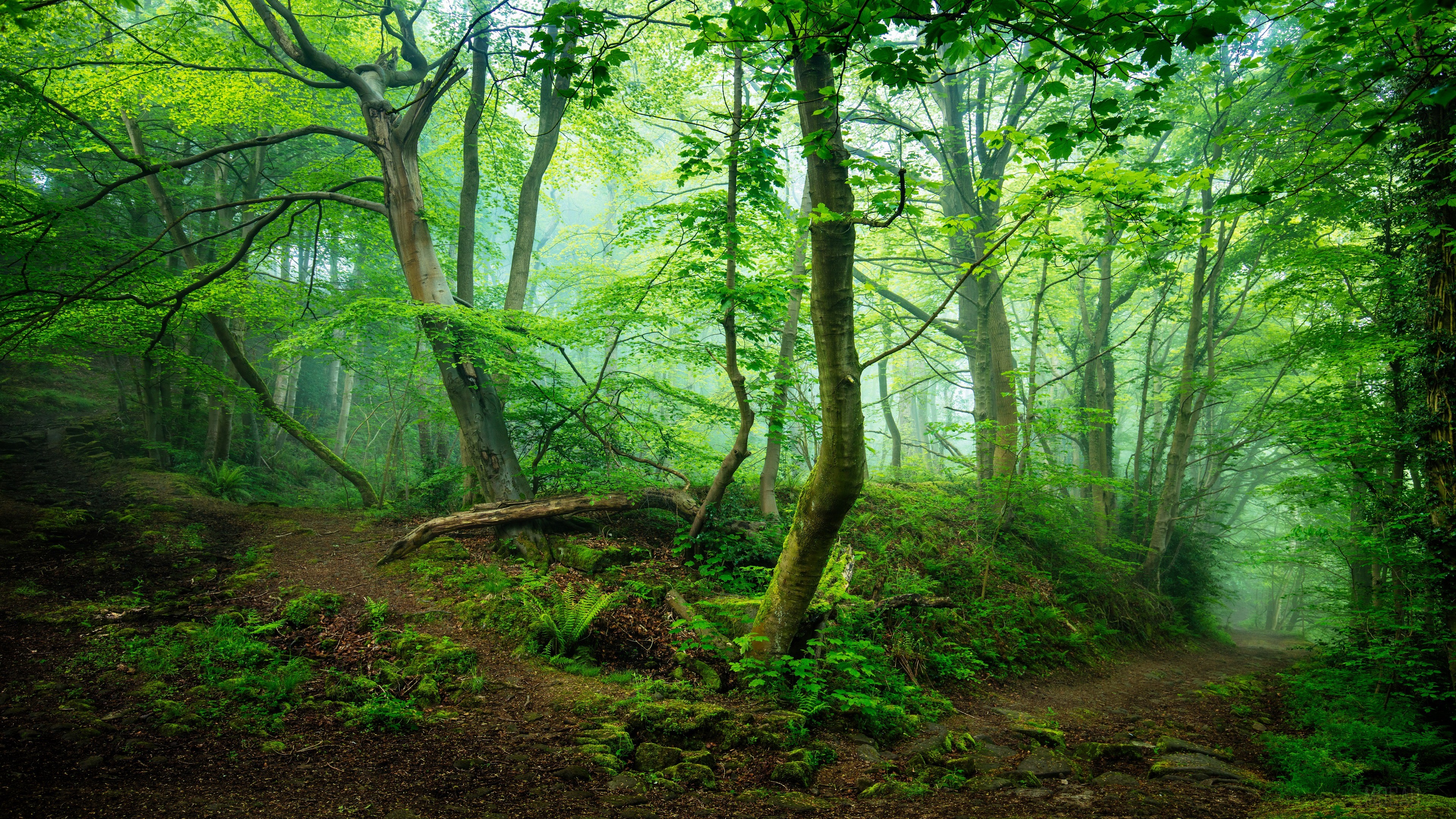 Fog, Forest, Greenery 4k Gallery HD Wallpaper