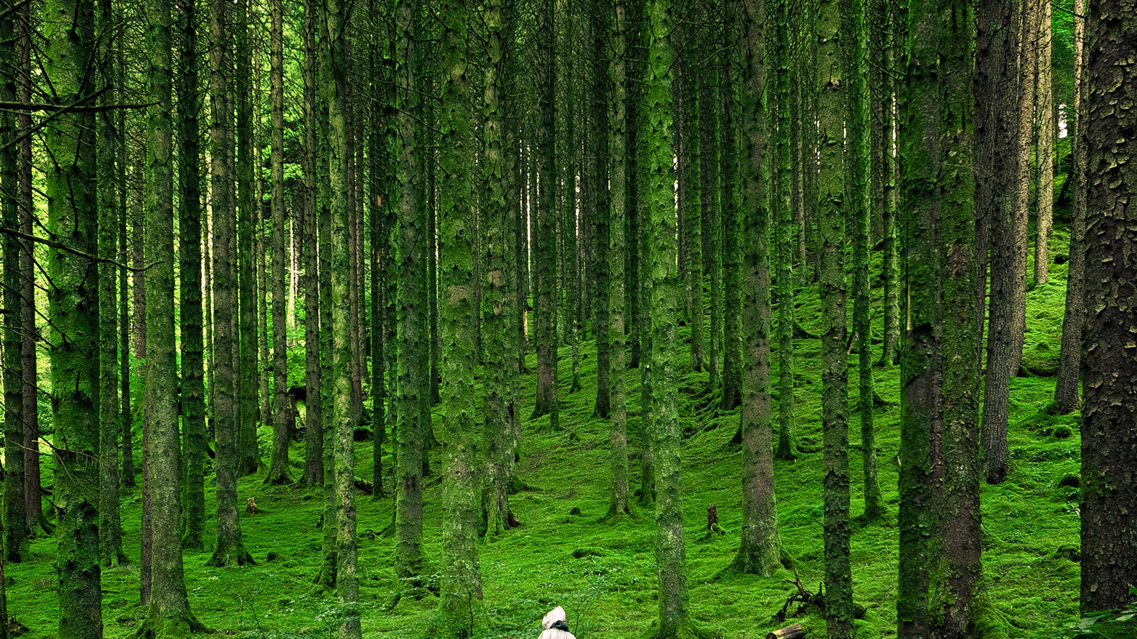 wallpaper for desktop, laptop. in wood forest green mountain nature