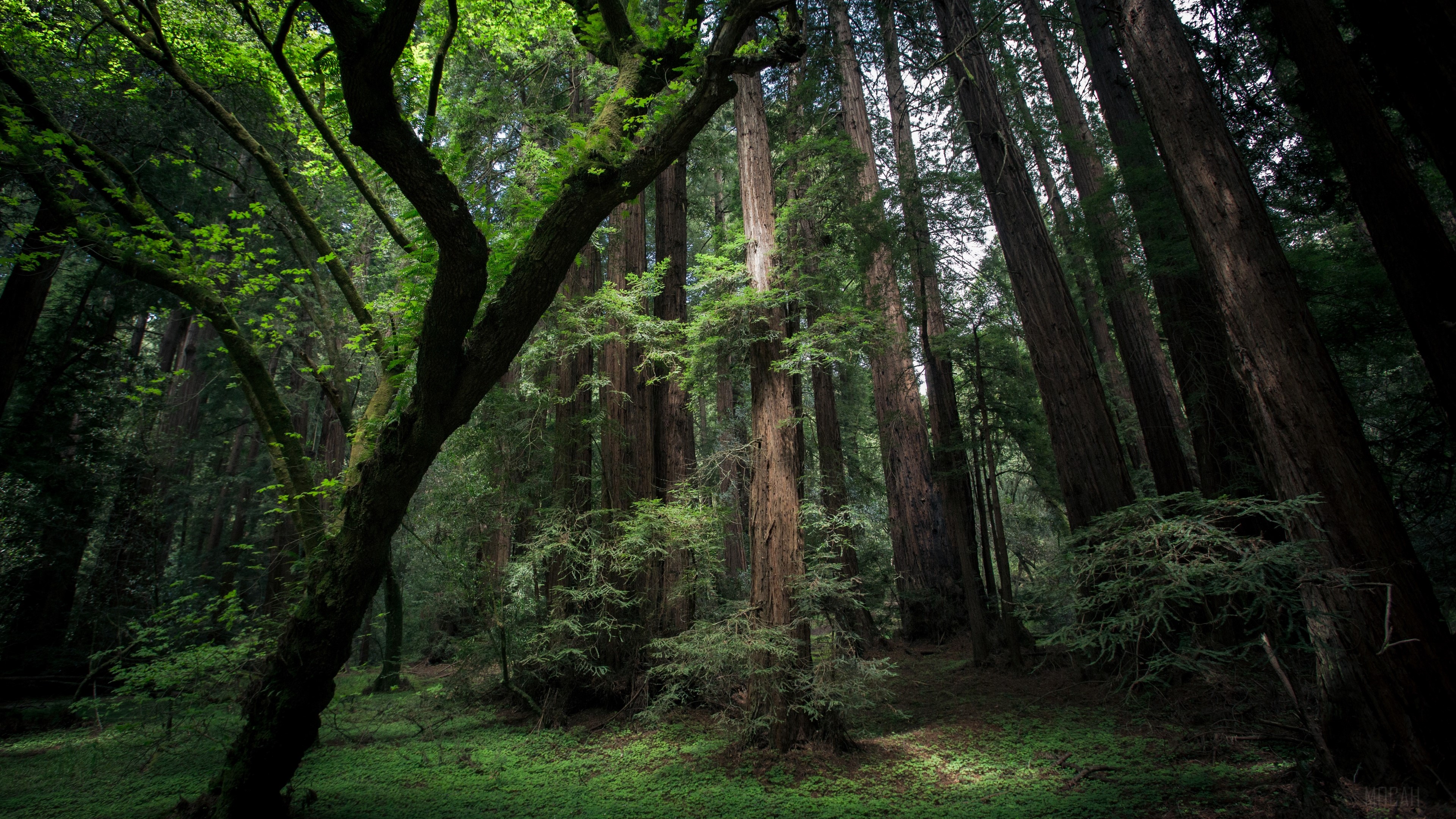 Forest, Greenery, Tree 4k Gallery HD Wallpaper