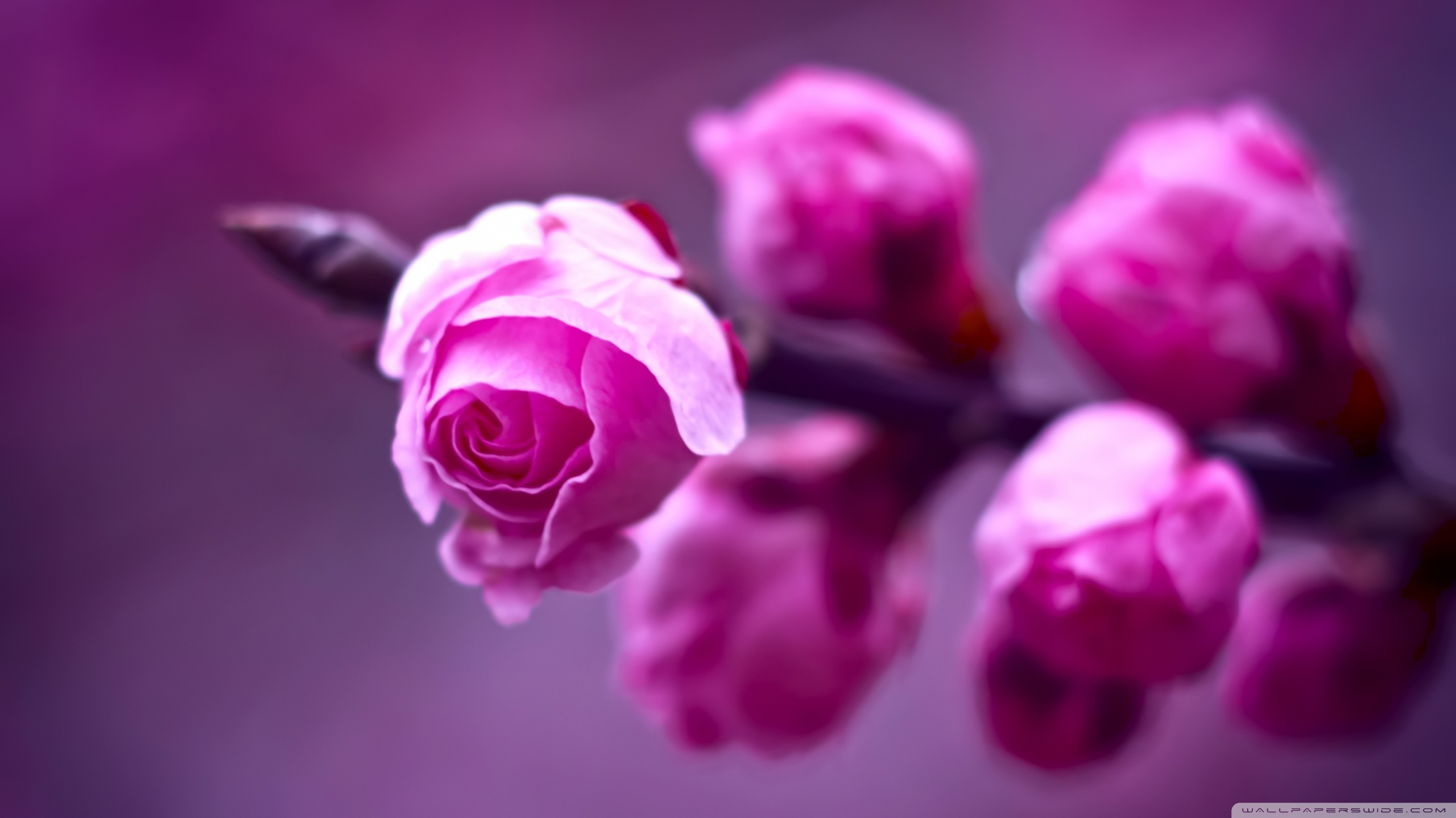 of Flowers 4K wallpaper for your desktop or mobile screen