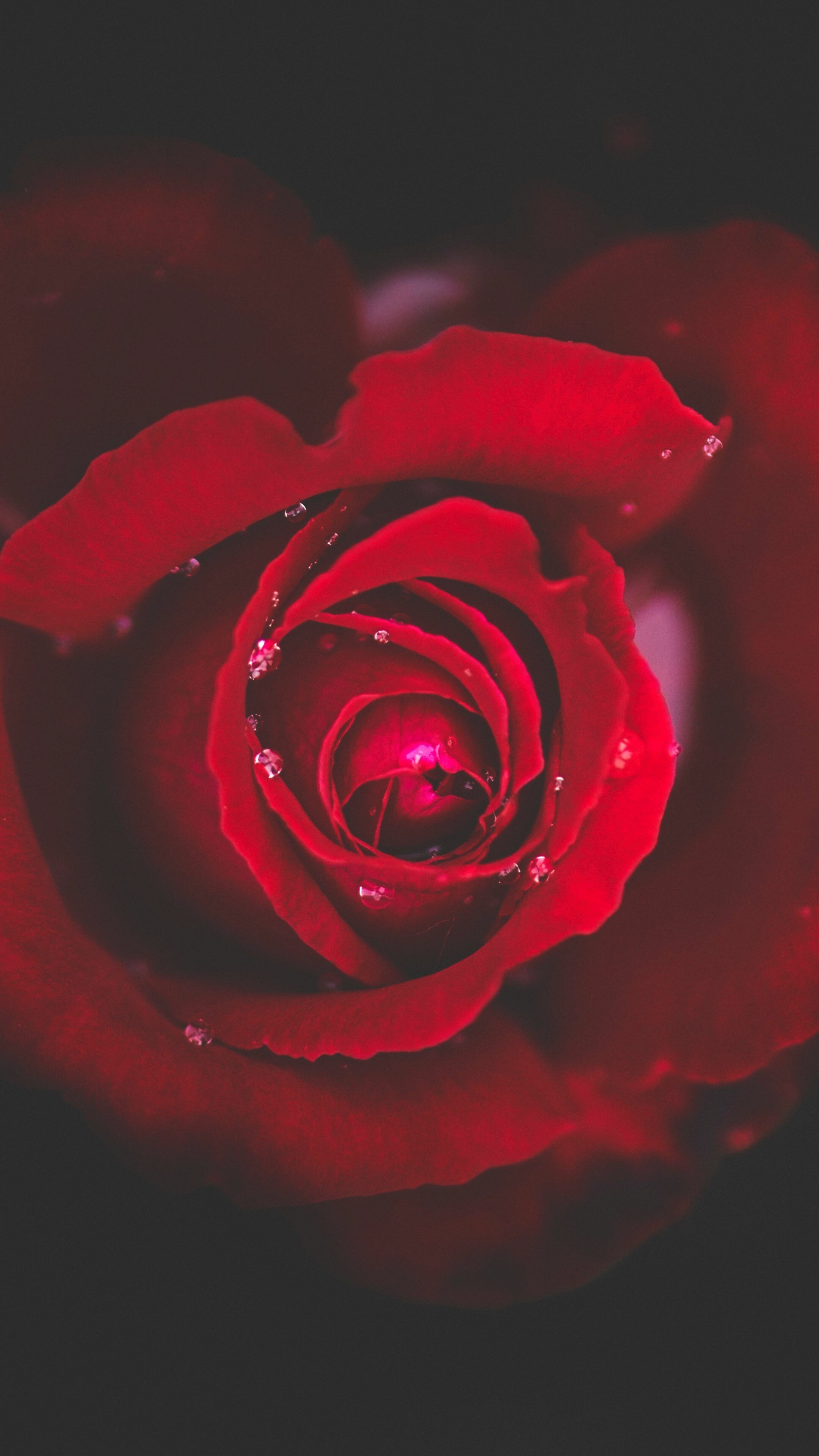 Rose Wallpaper (image inside)