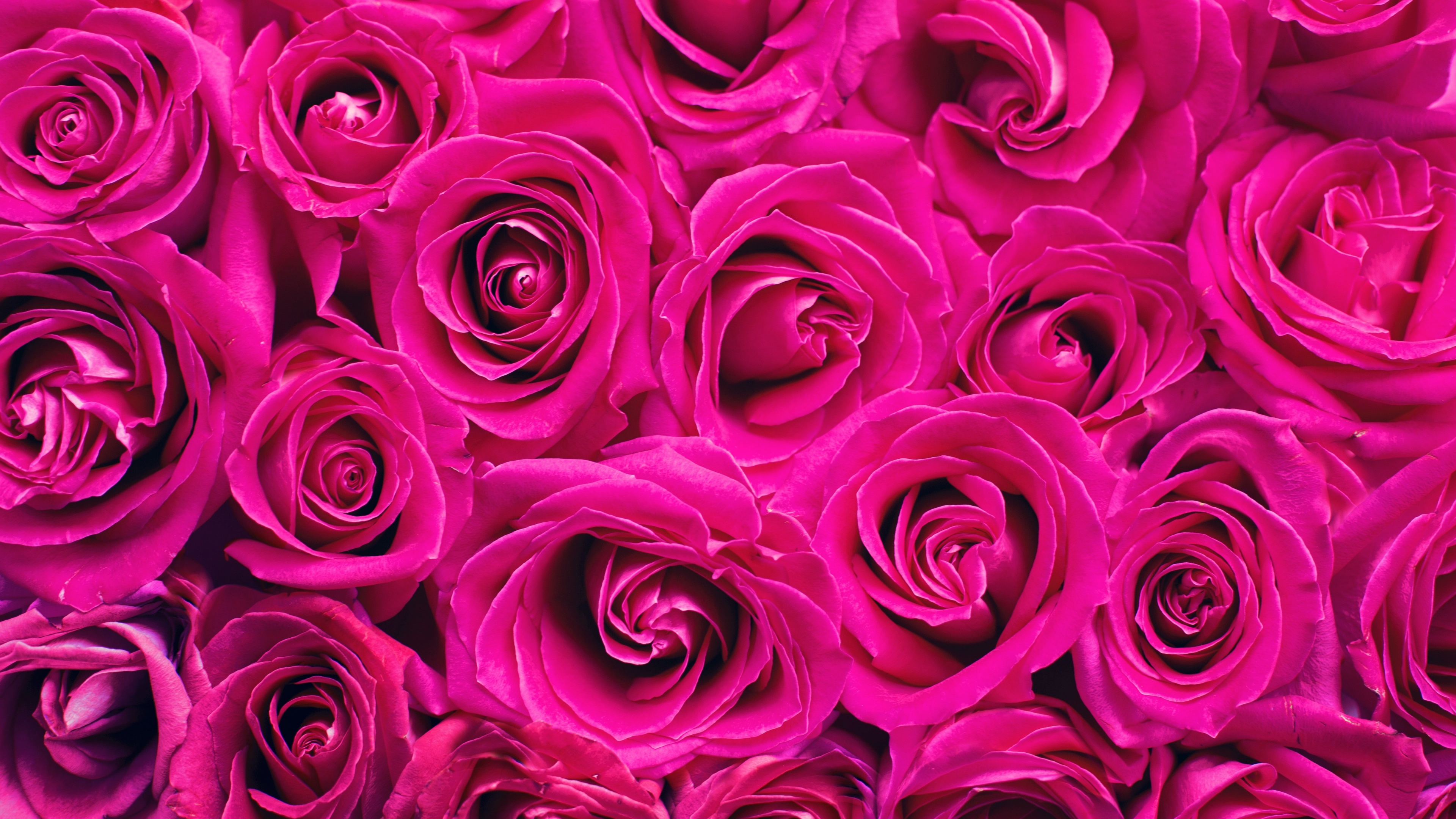 Pink Roses Wallpaper 4K, Floral Background, Blossom