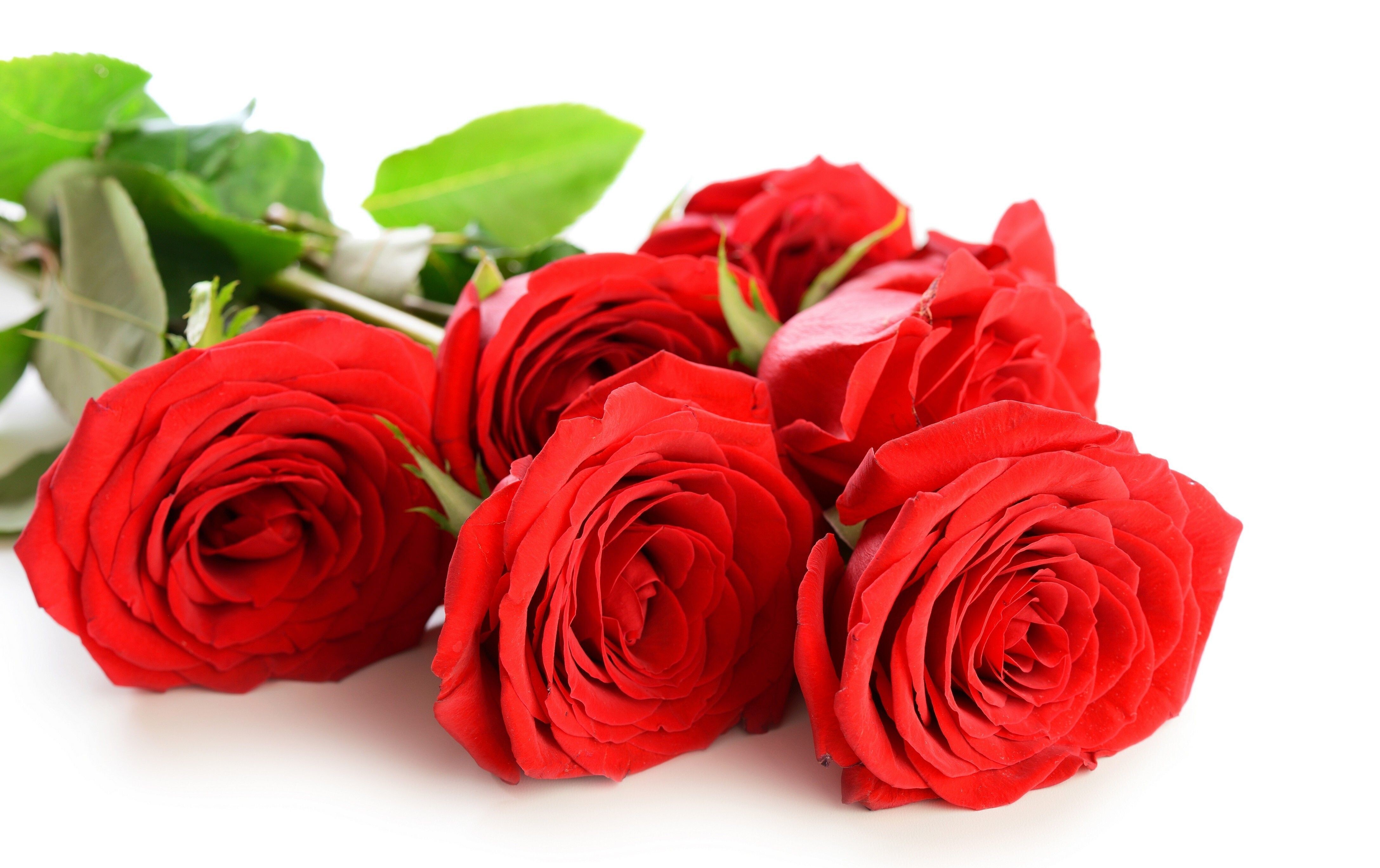 Beautiful Rose Flower 4K Wallpaper