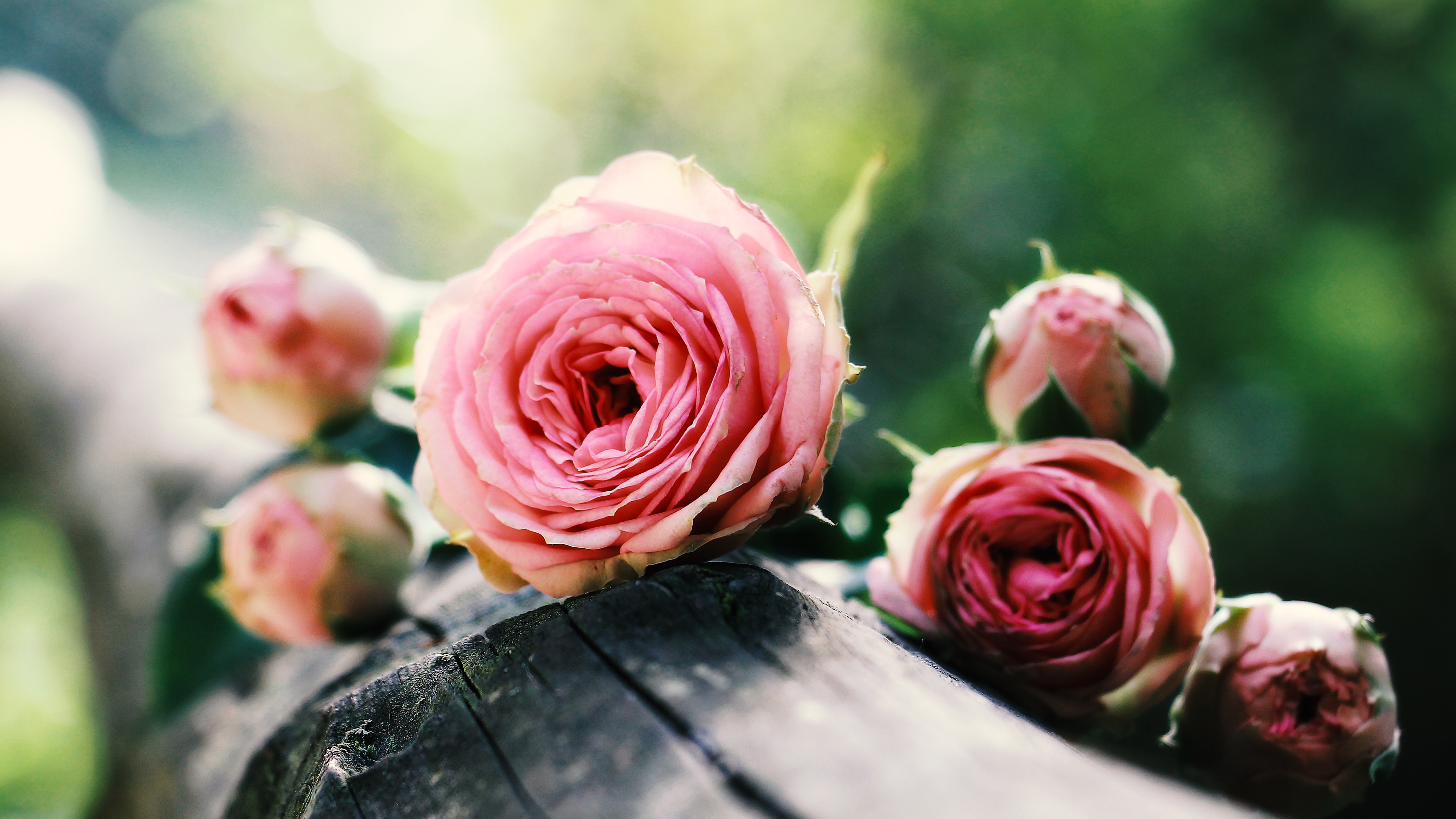 Pink Roses 4K Wallpaper x 2160 pxK