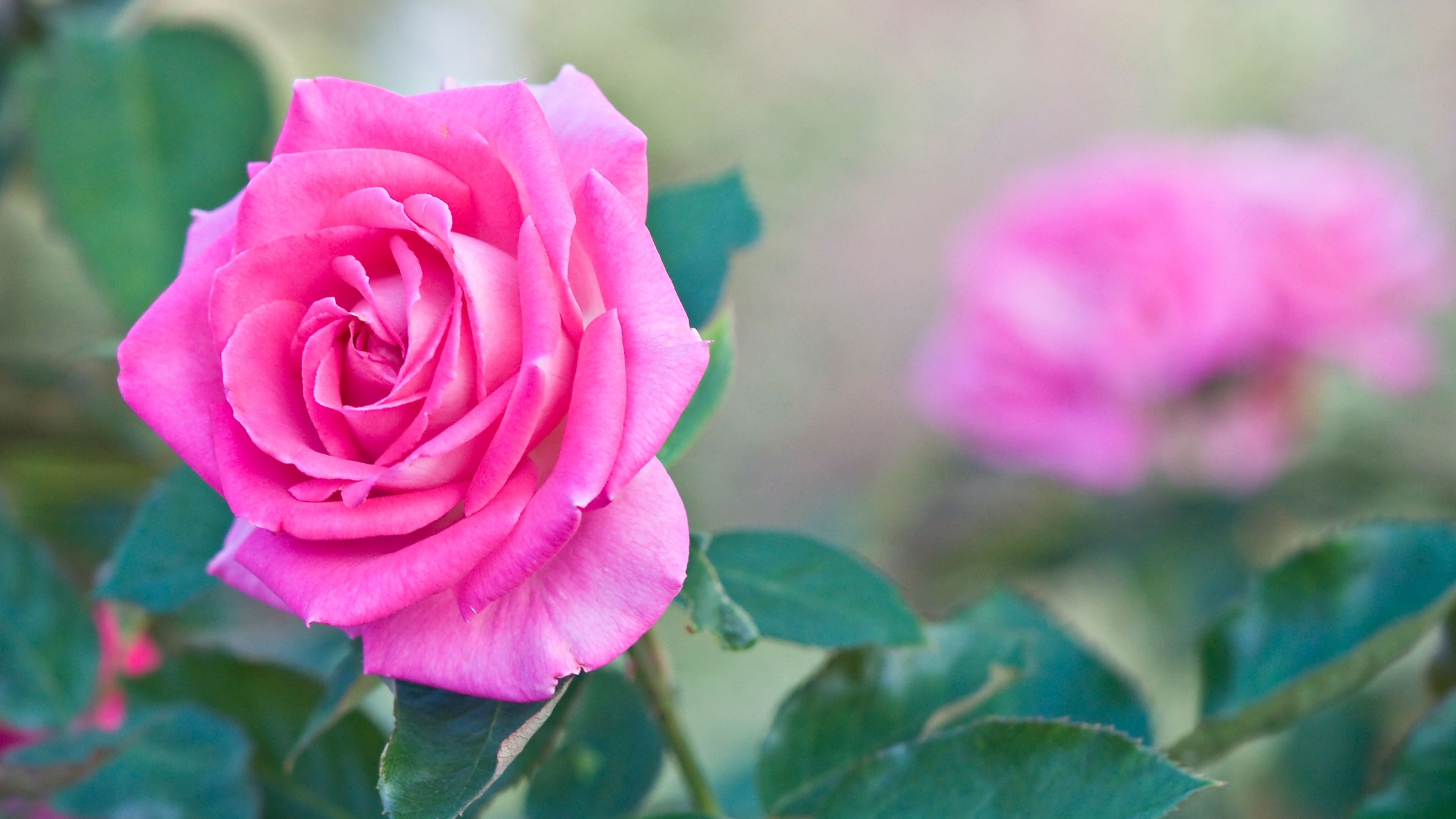 Nature Rose 4k Ultra HD Wallpaper