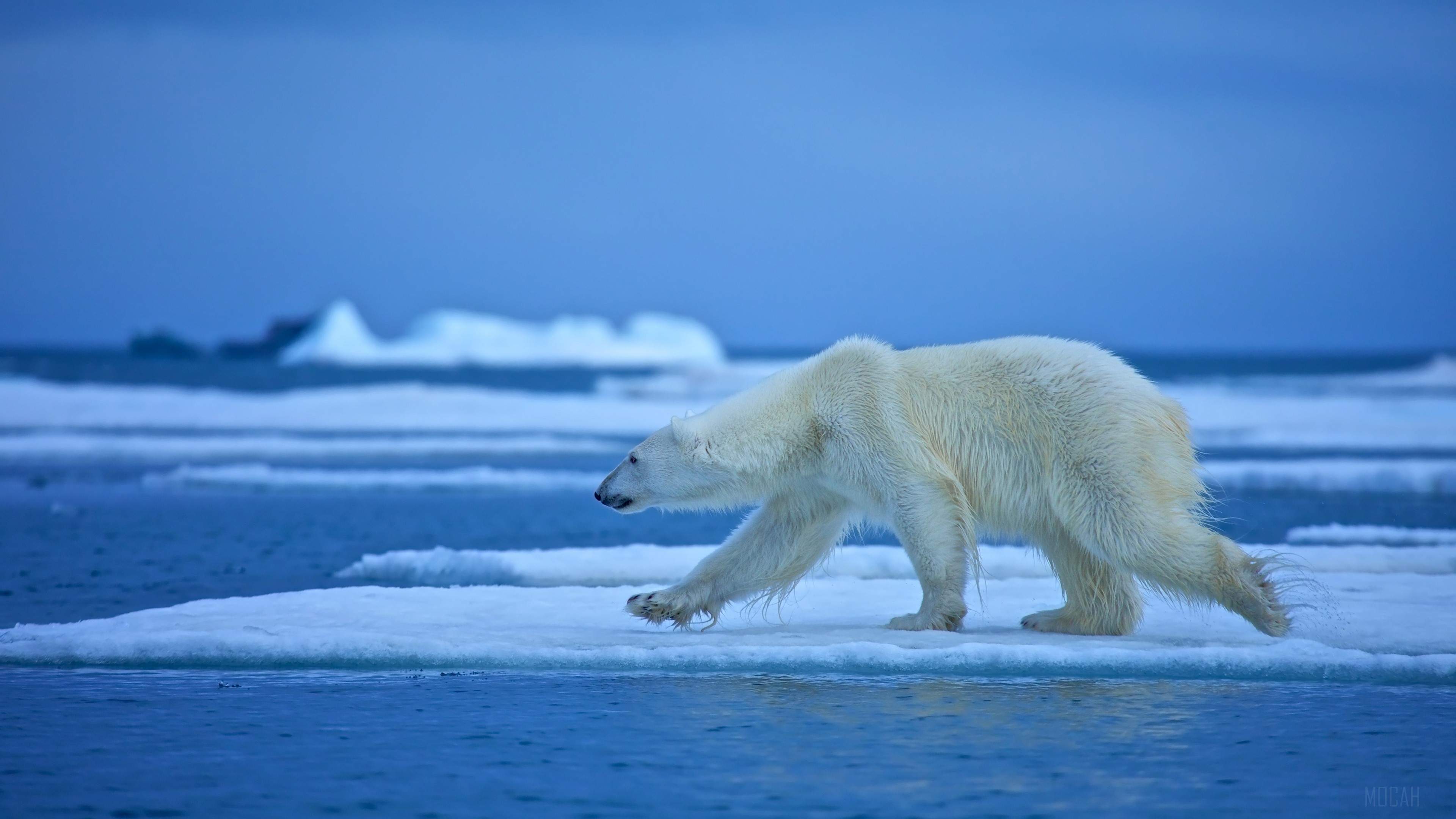 Polar Bear, Wildlife, predator 4k Gallery HD Wallpaper