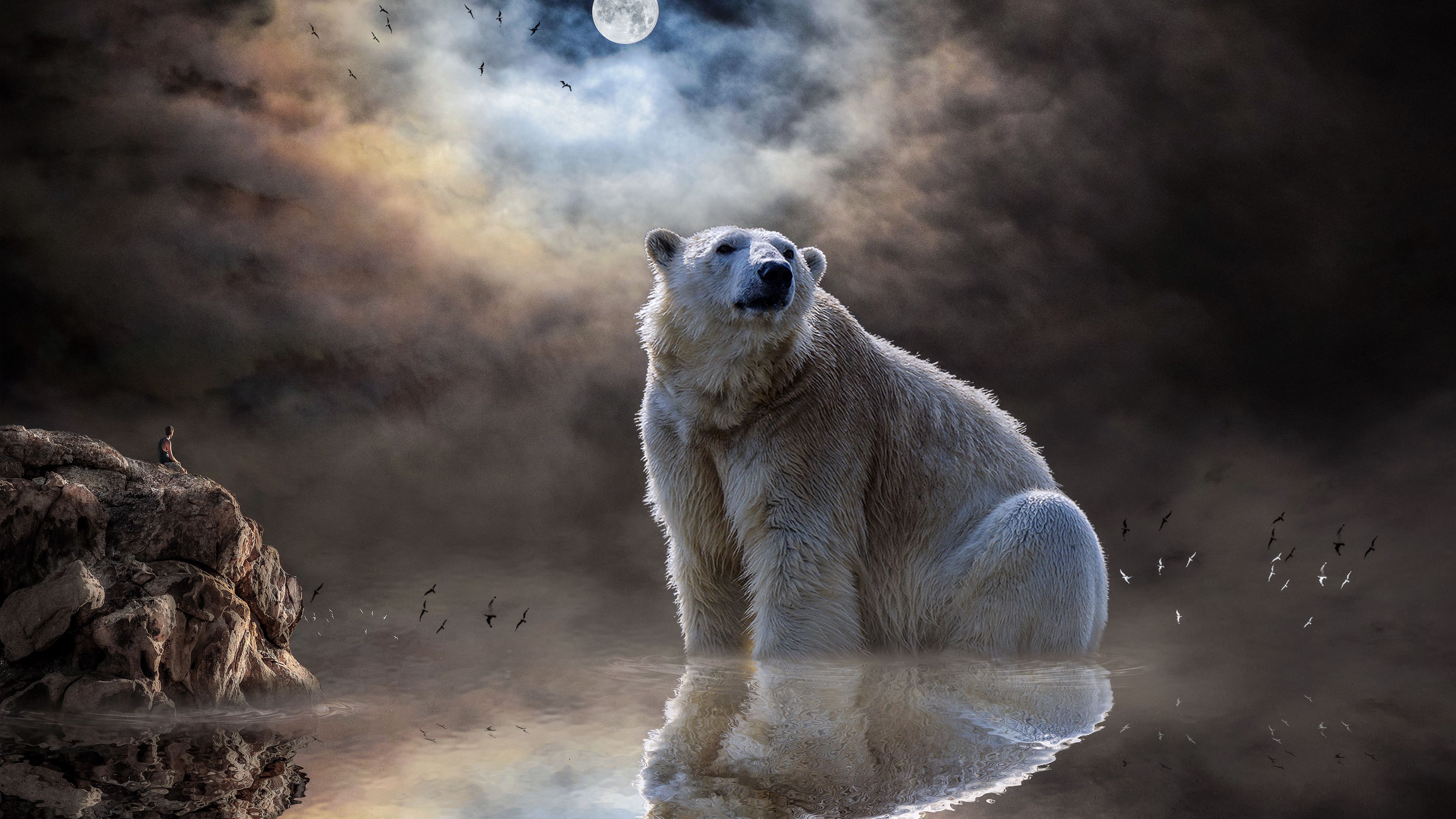 Download wallpaper 3840x2160 polar bear, ocean, reflection, mammal 4k uhd 16:9 HD background
