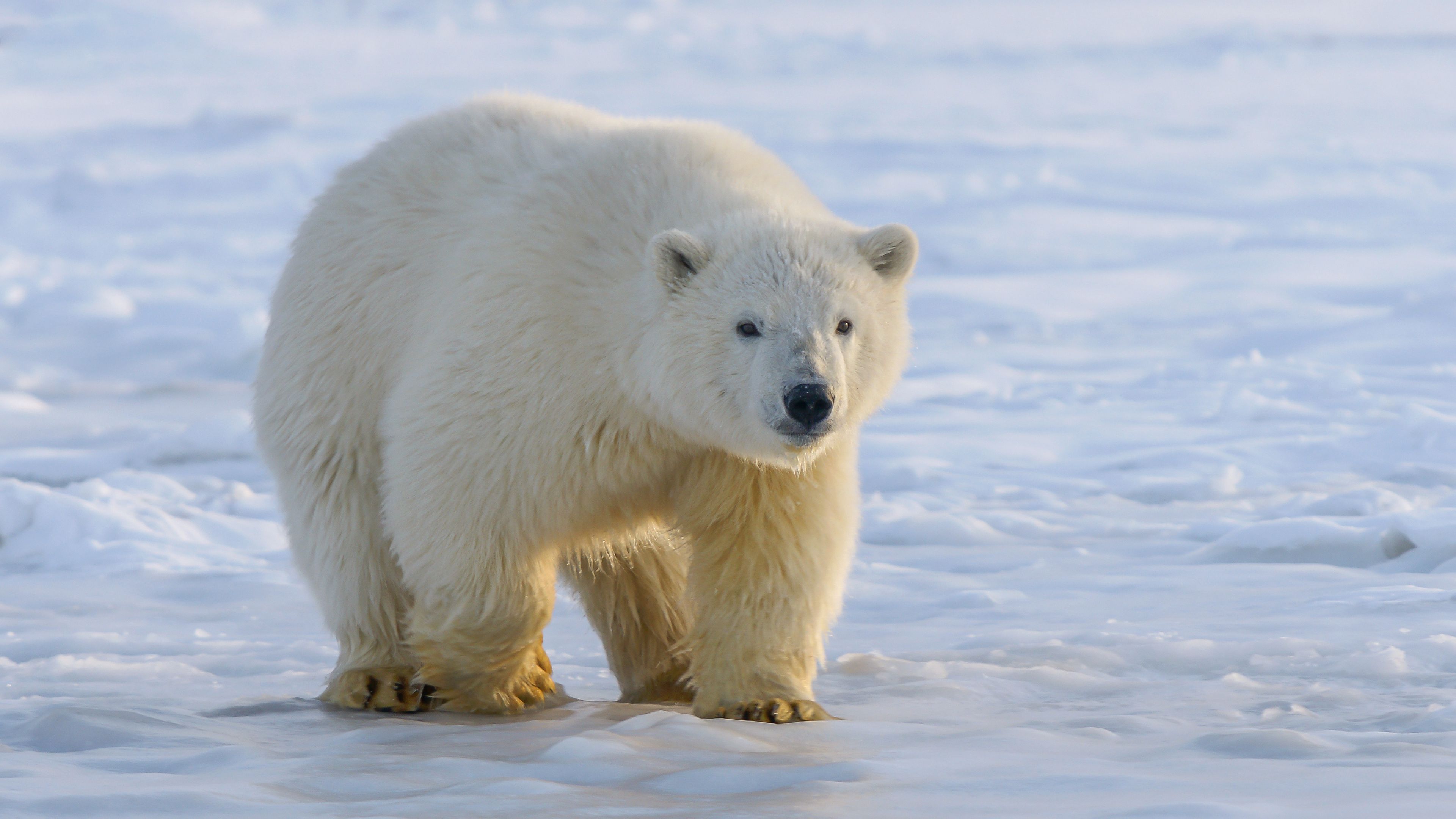 Download wallpaper 3840x2160 polar bear, bear, predator, ice 4k uhd 16:9 HD background