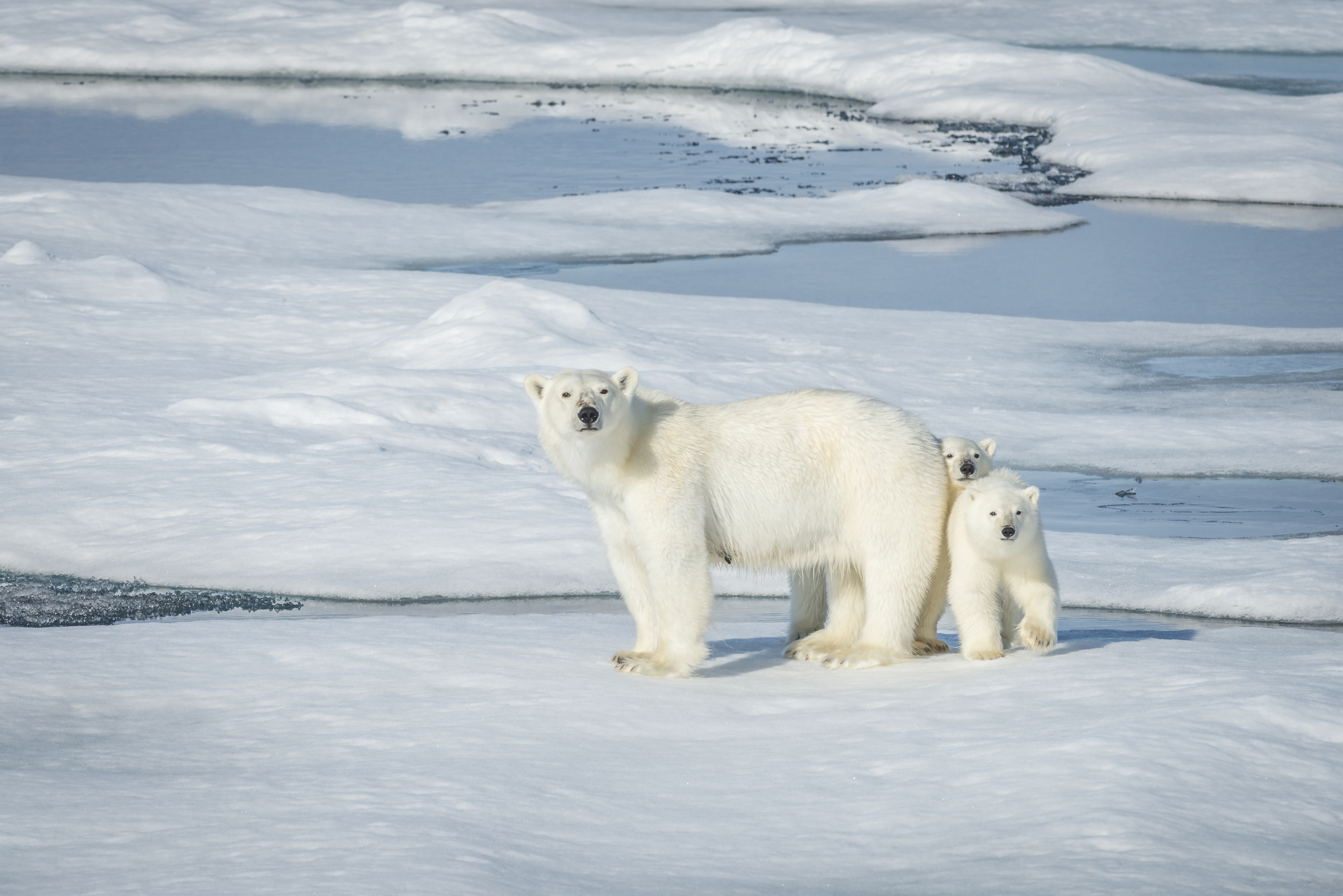 Animal Polar Bear 4k Ultra HD Wallpaper