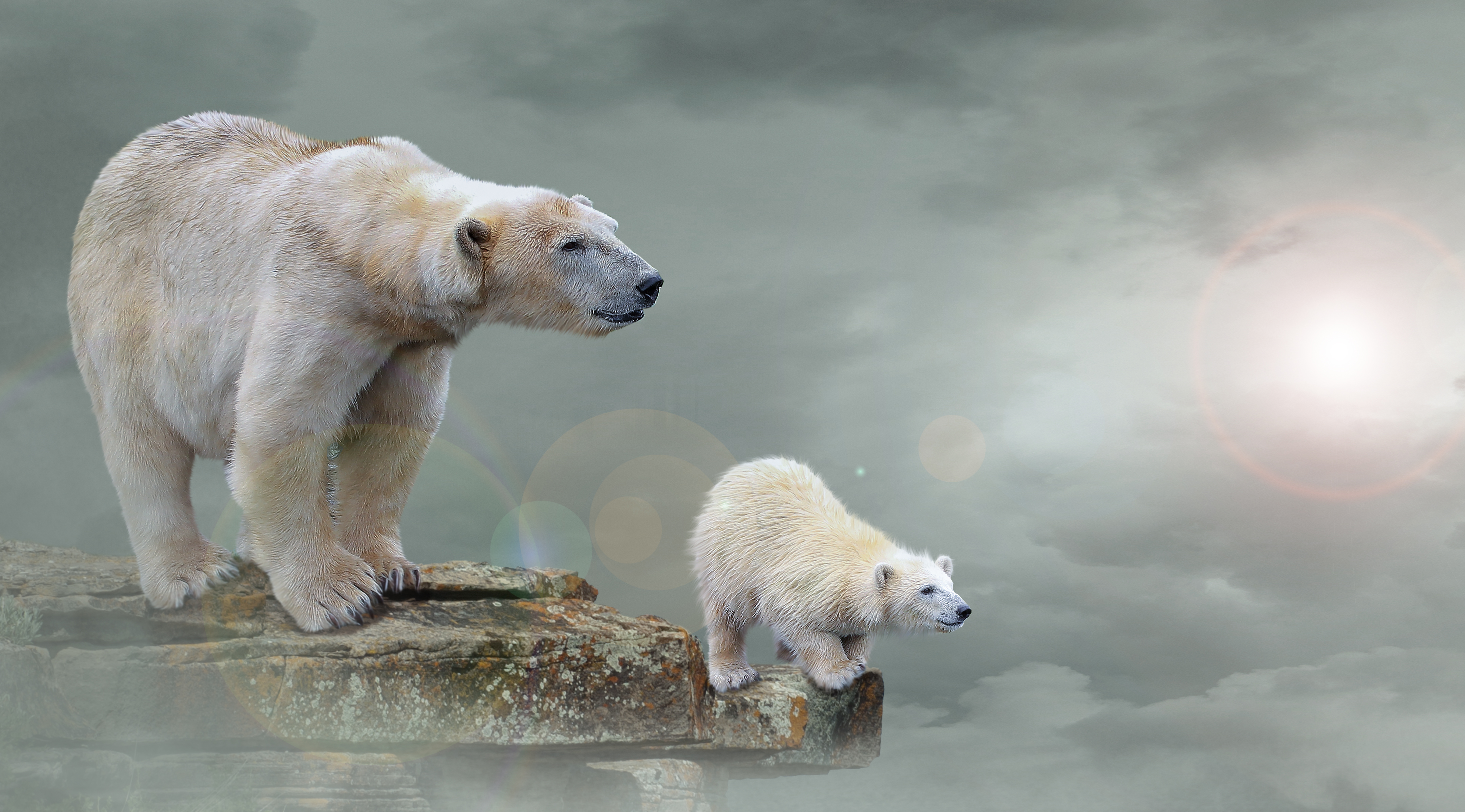 Polar bears, 4K, Polar bear cub Gallery HD Wallpaper