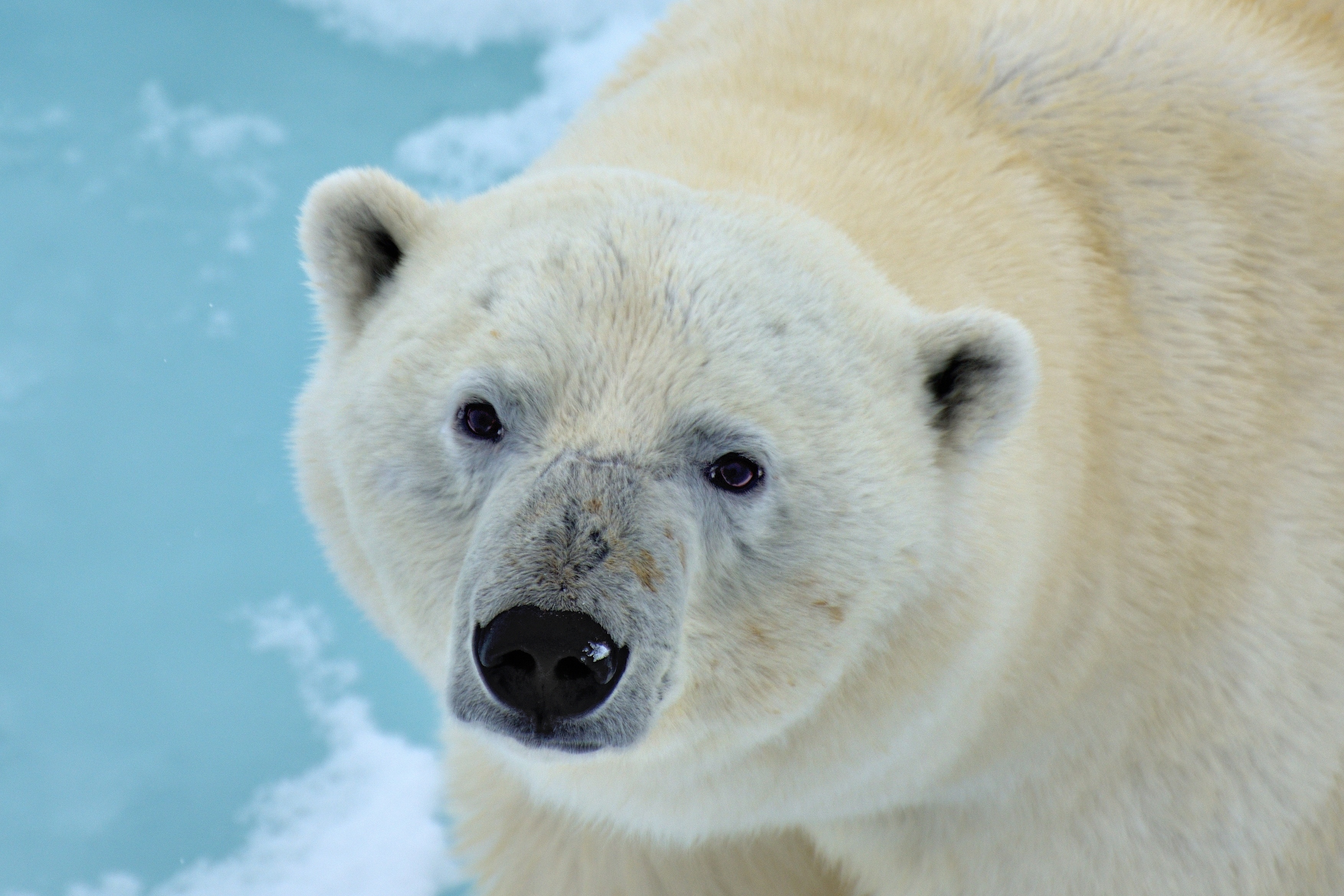 Polar bear, 4K Gallery HD Wallpaper