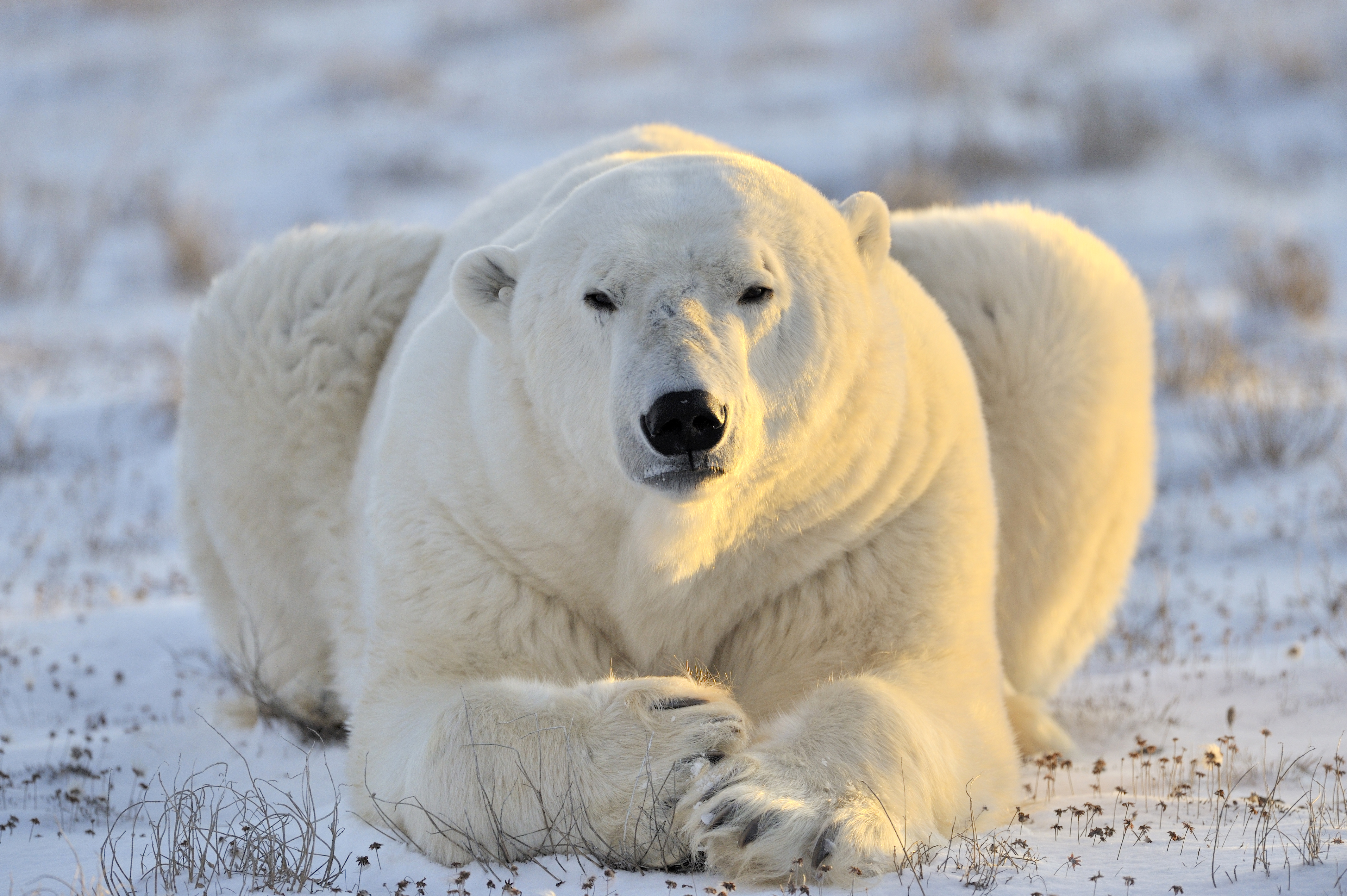 Animal Polar Bear 4k Ultra HD Wallpaper