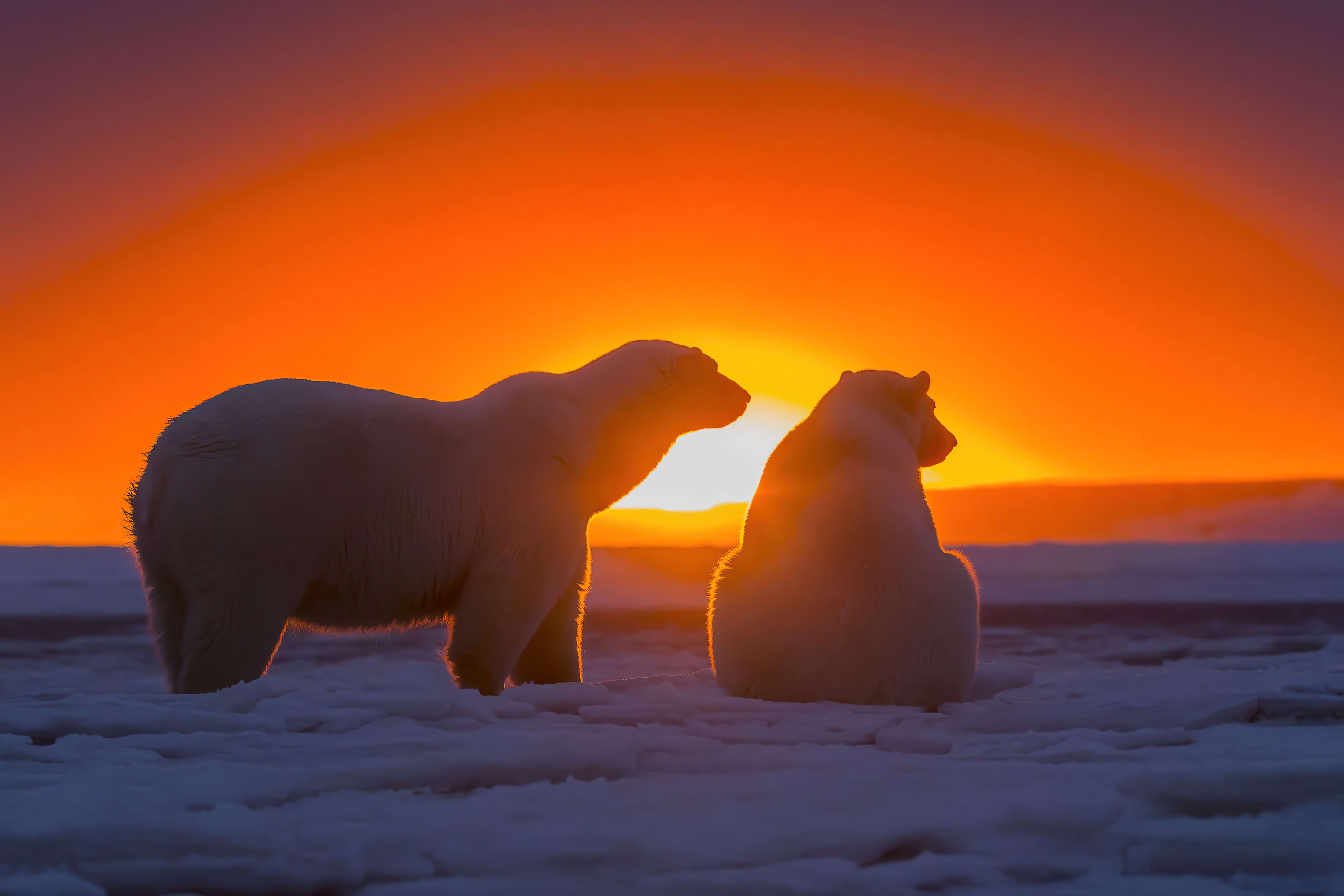 4K Polar Bear Wallpaper and Background Image