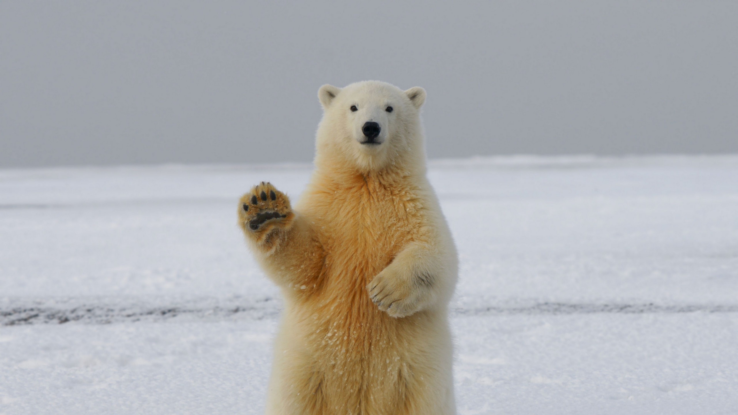 Wallpaper / polar bear, bear, paw, funny, 4k free download