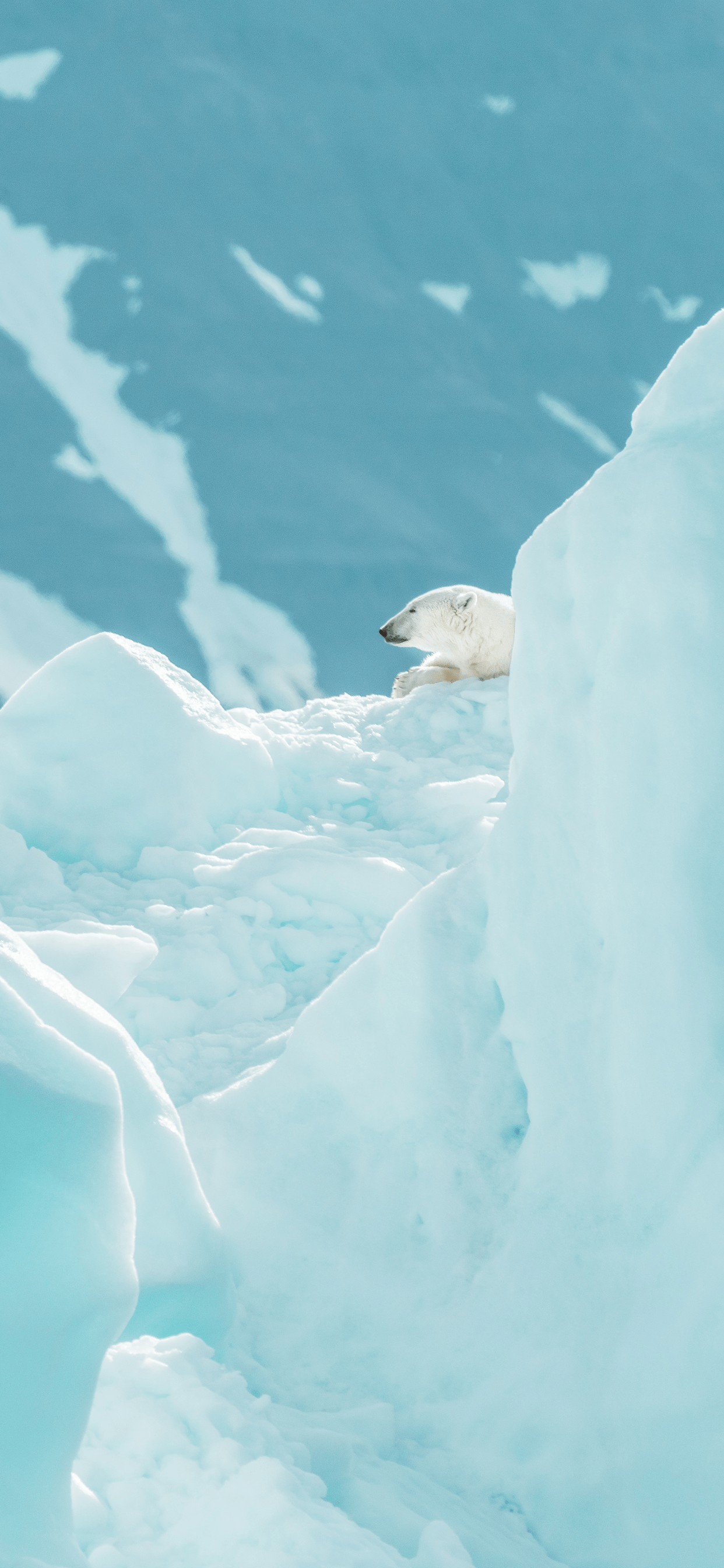 Polar Bear Wallpaper for iPhone 11, Pro