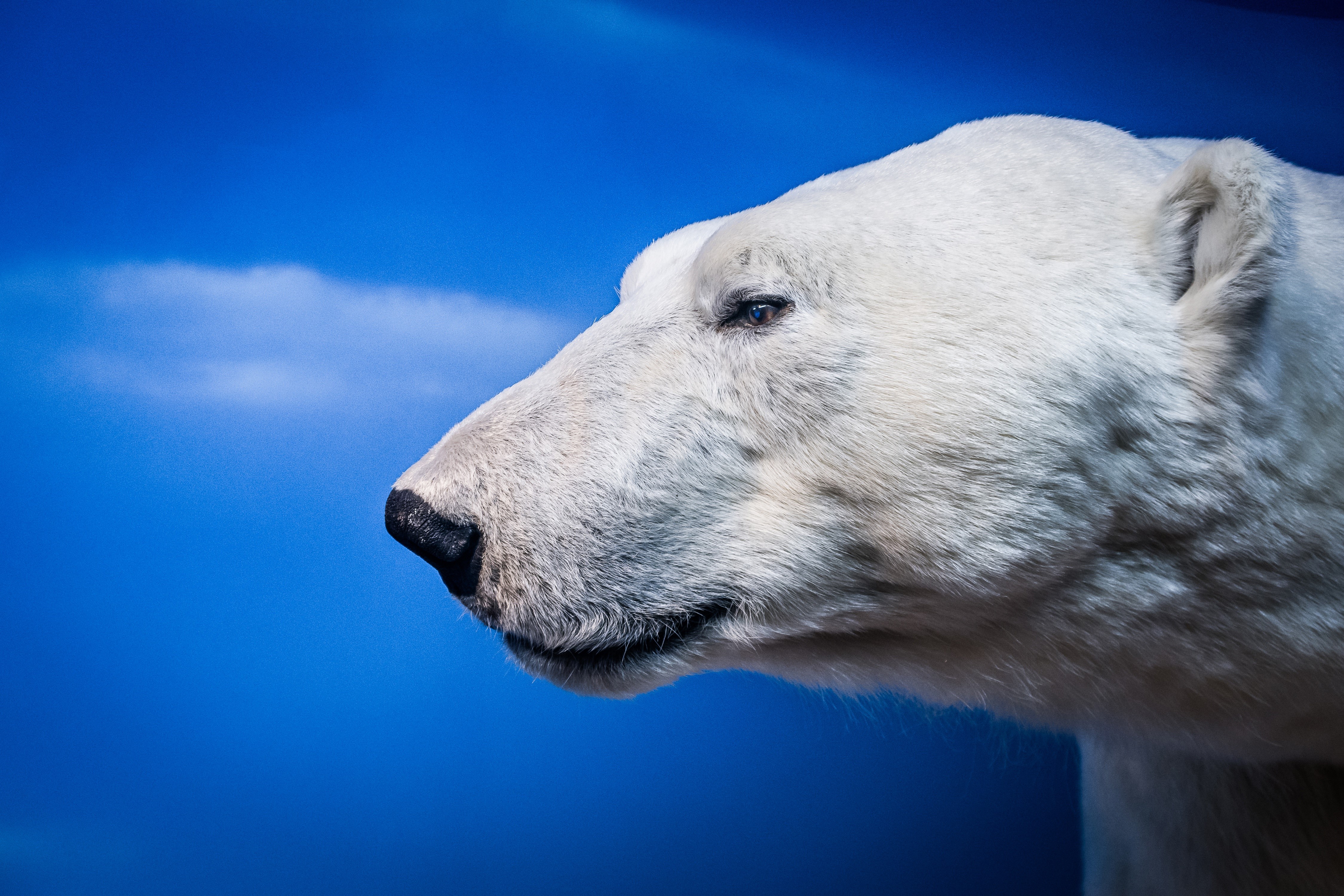 4K, Bears, Polar bears, Head, Snout Gallery HD Wallpaper