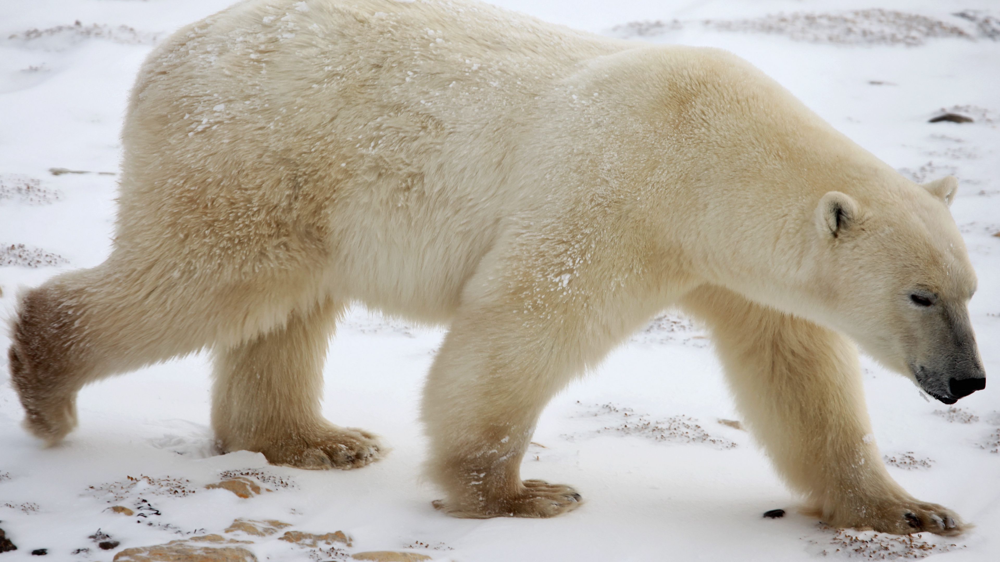 Wallpaper / polar bear, snow, winter, 4k free download